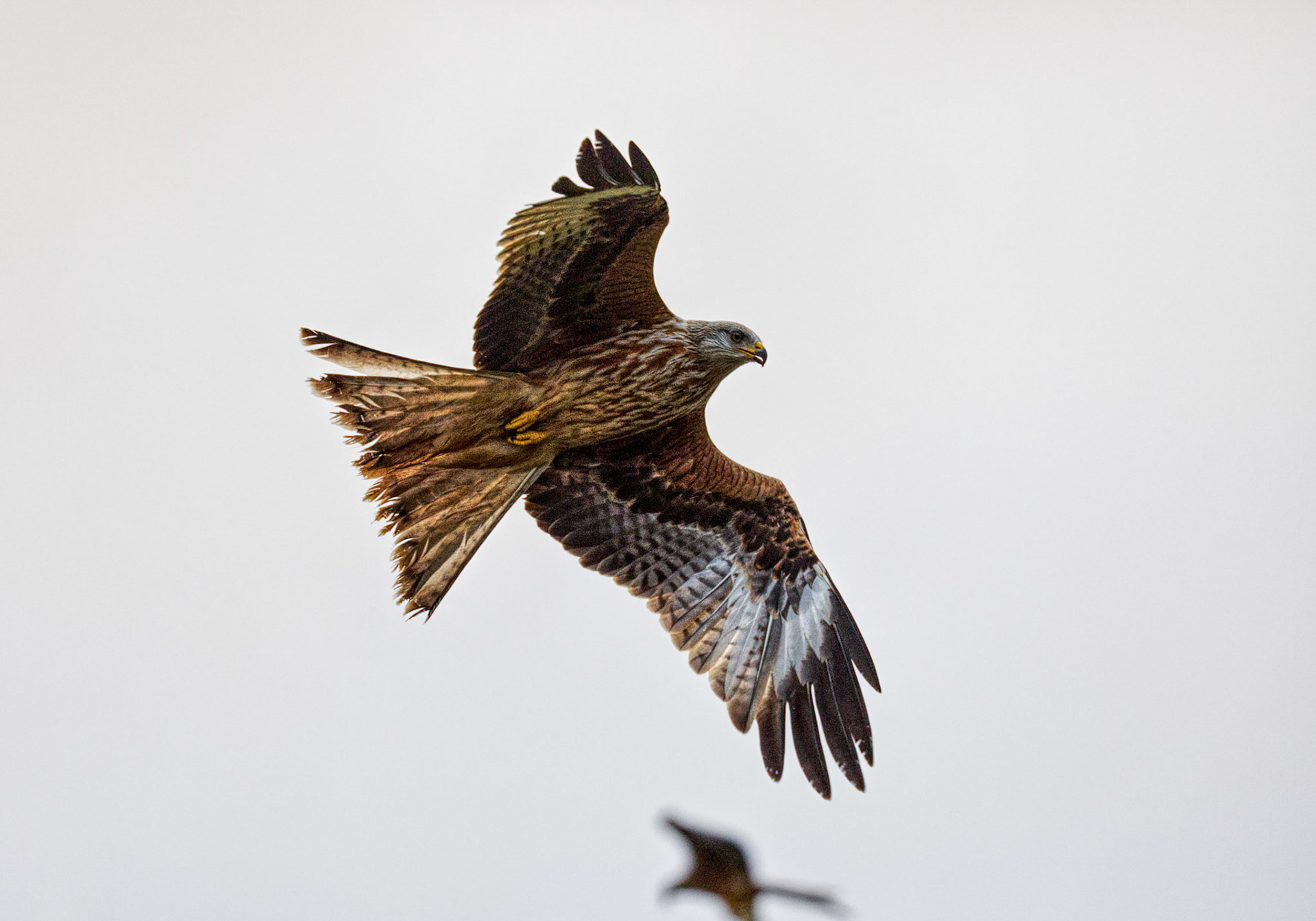 Red Kite