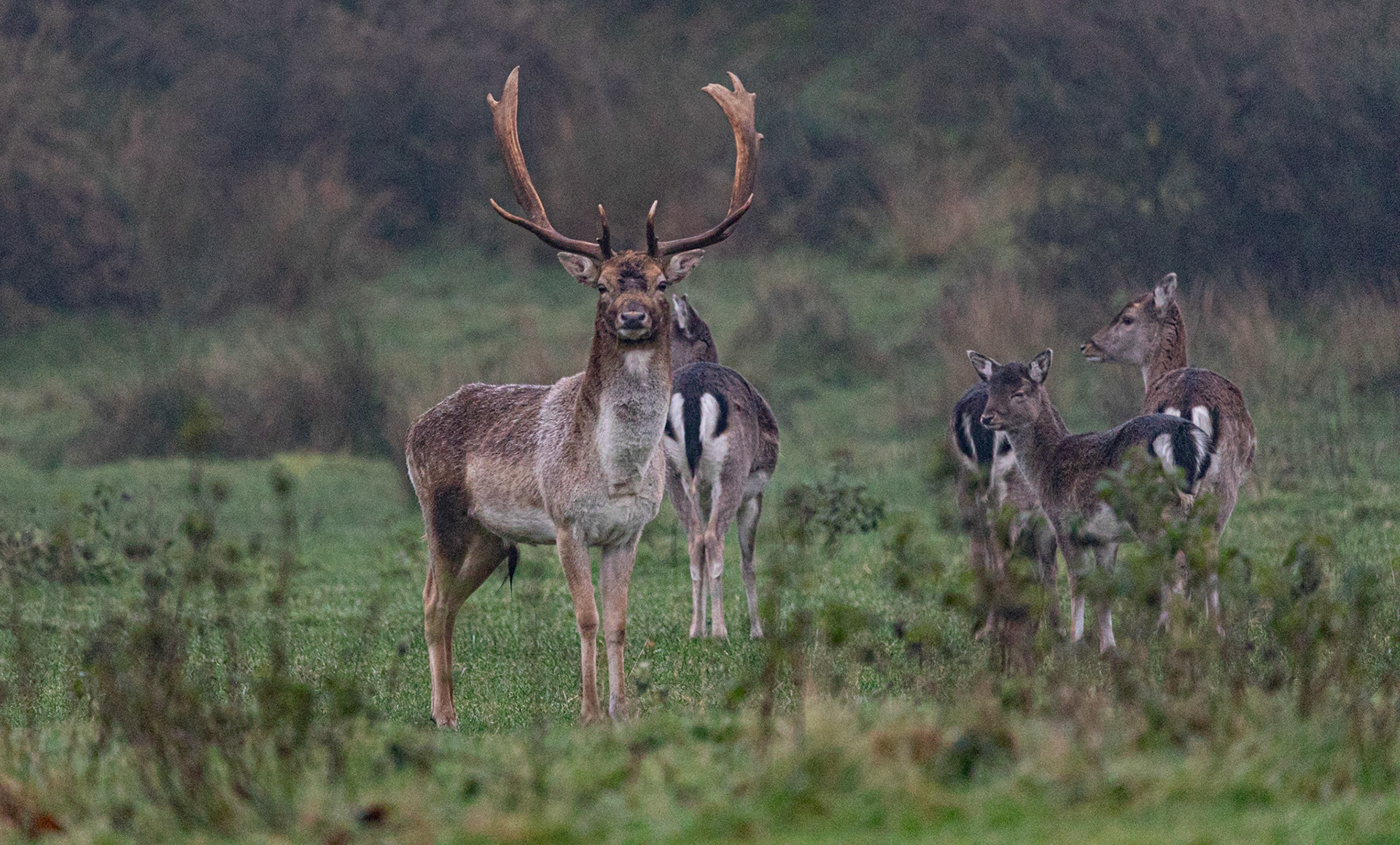 Fallow Deer Stag