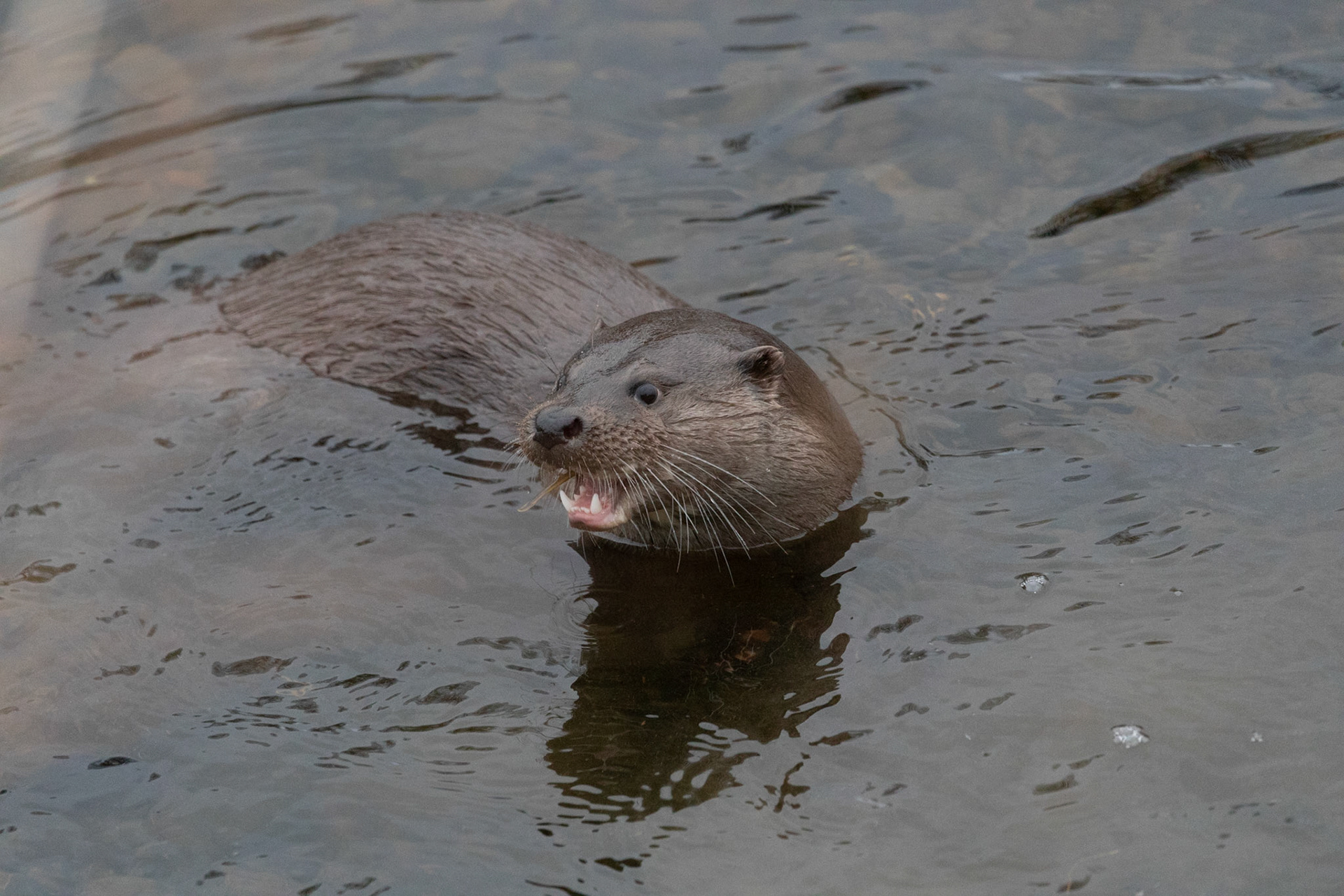 Otter