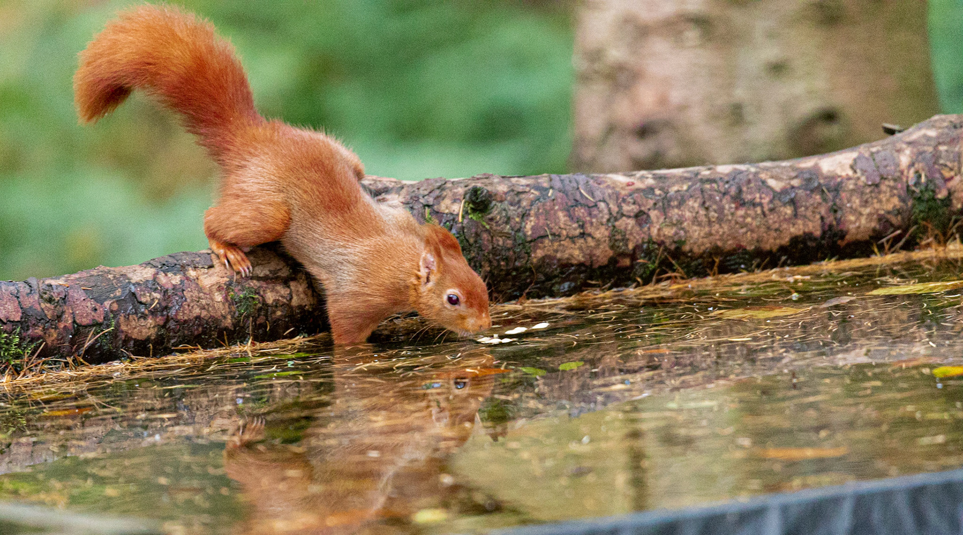Red Squirrel
