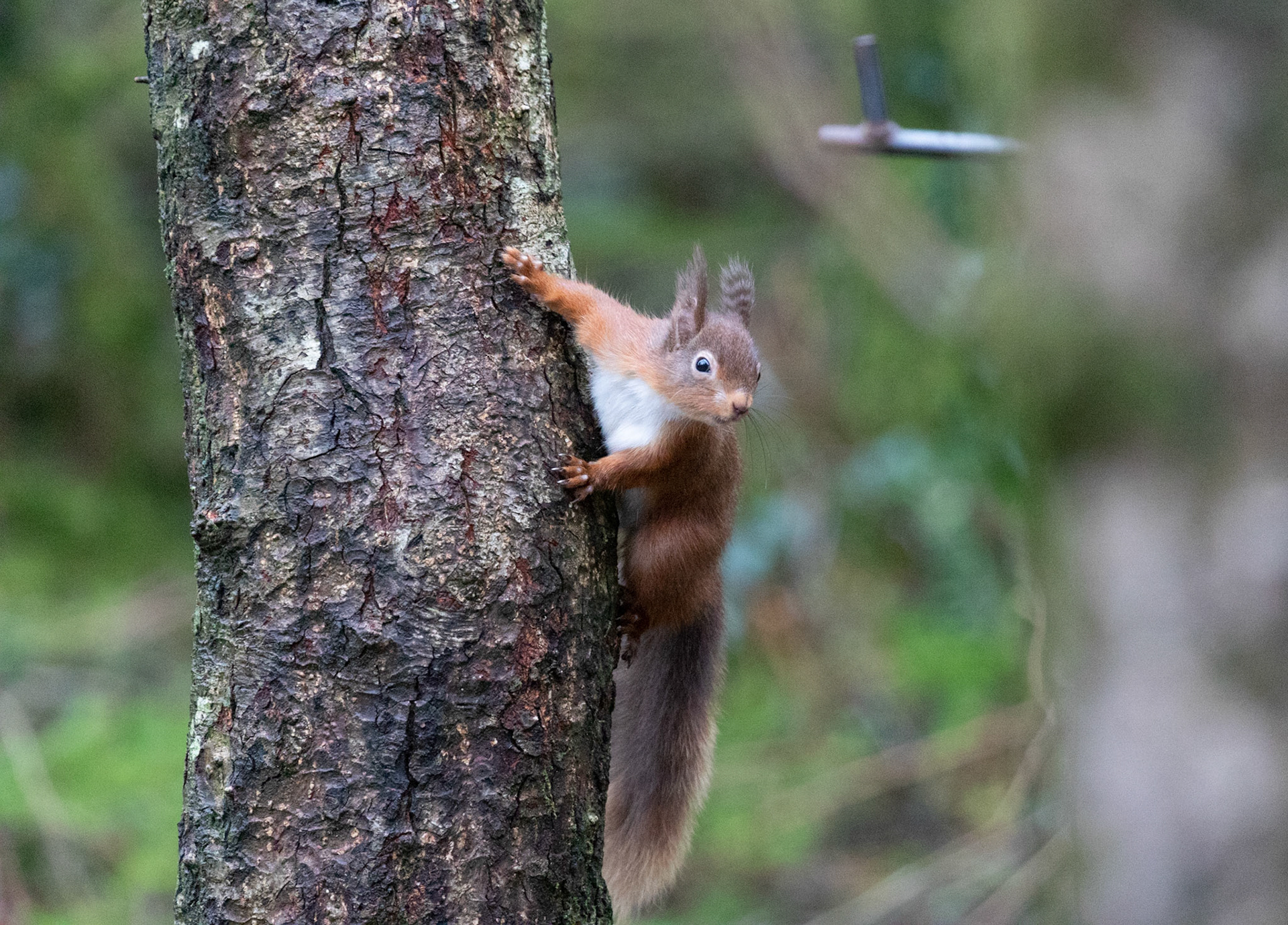 Red Squirrel
