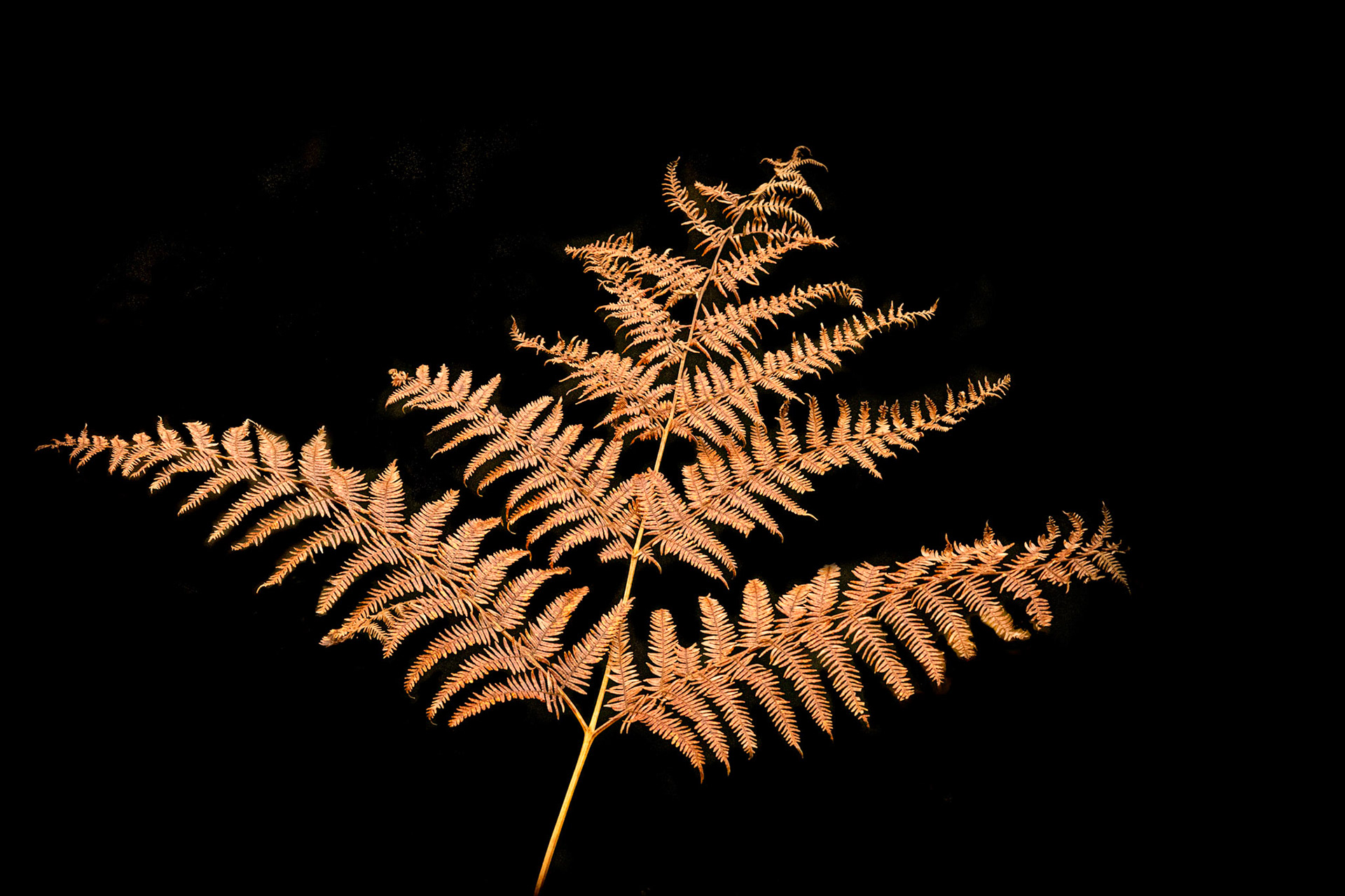 Golden Fern