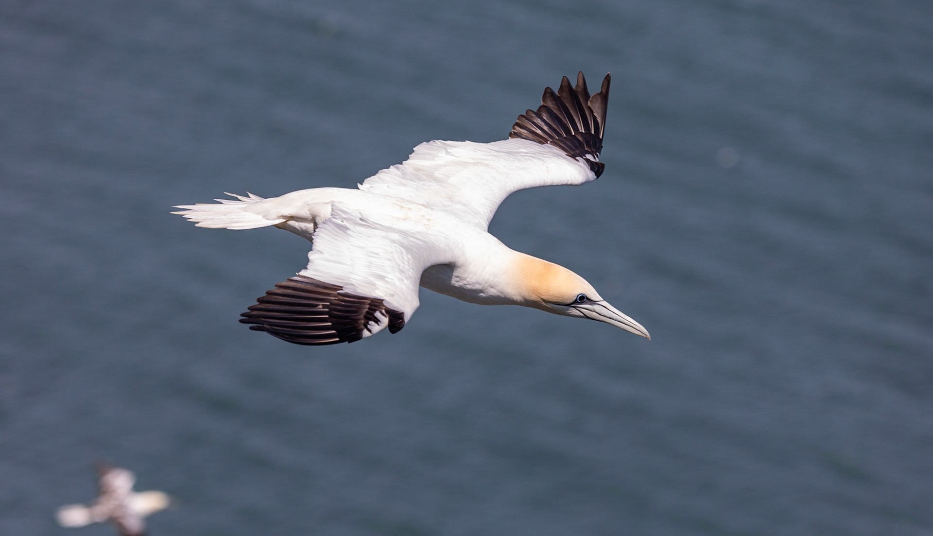 Northern gannet (Morus bassanus)
