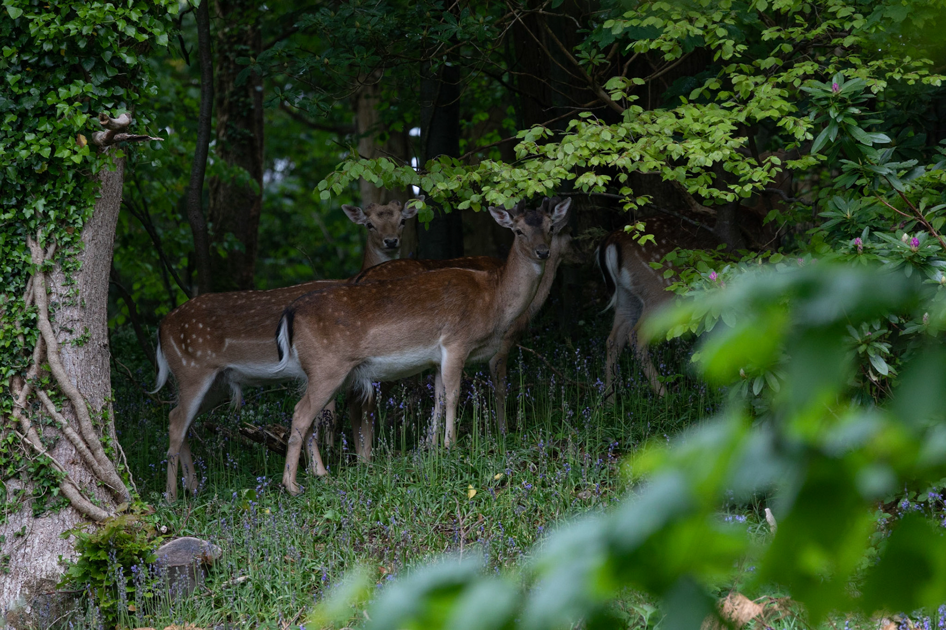 Fallow Deer