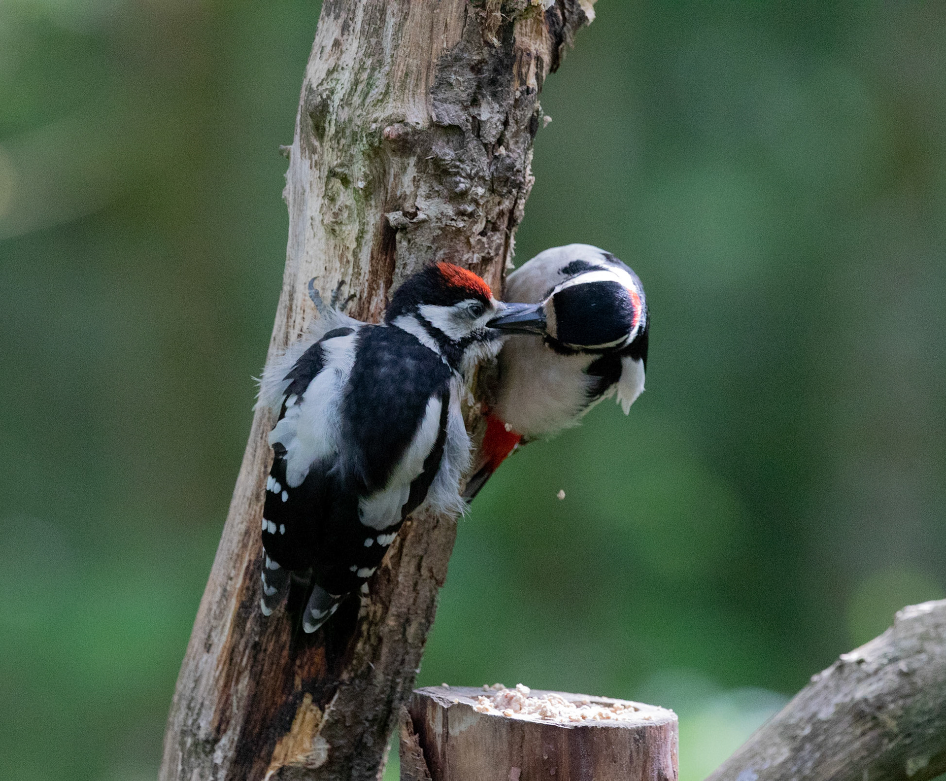 Great Spotted Woodpecker