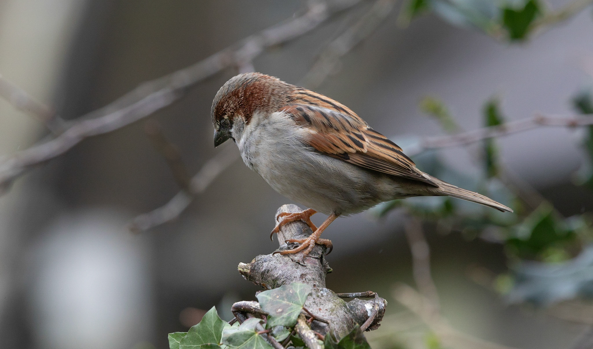 House Sparrow