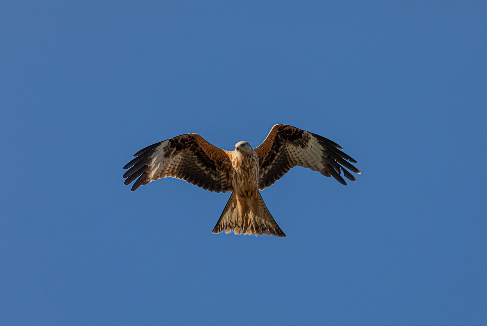 Red Kite