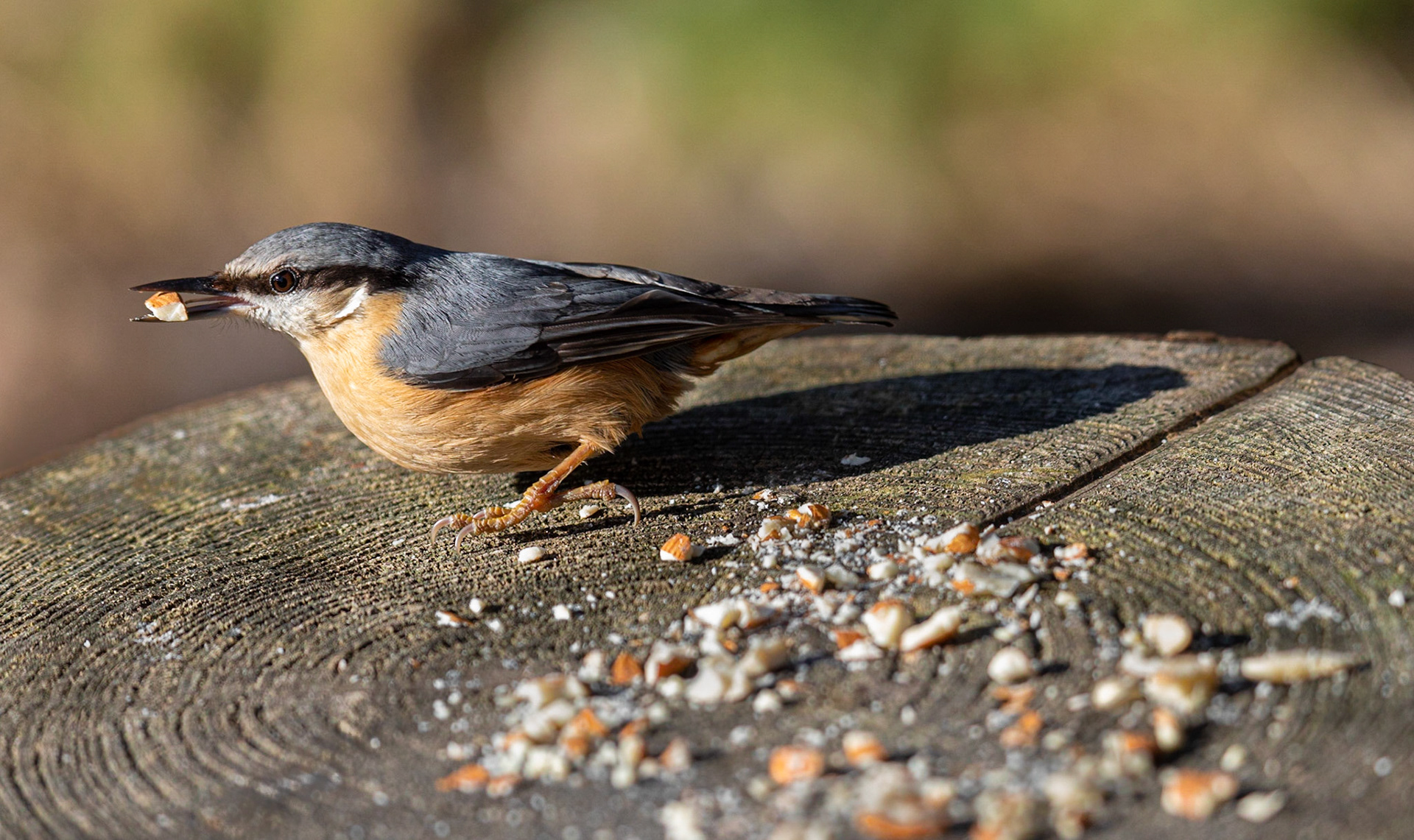 Nuthatch