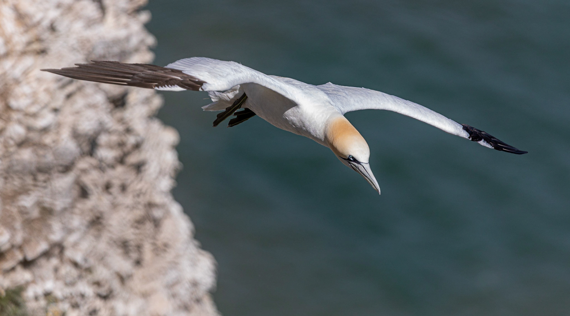 Northern gannet (Morus bassanus)
