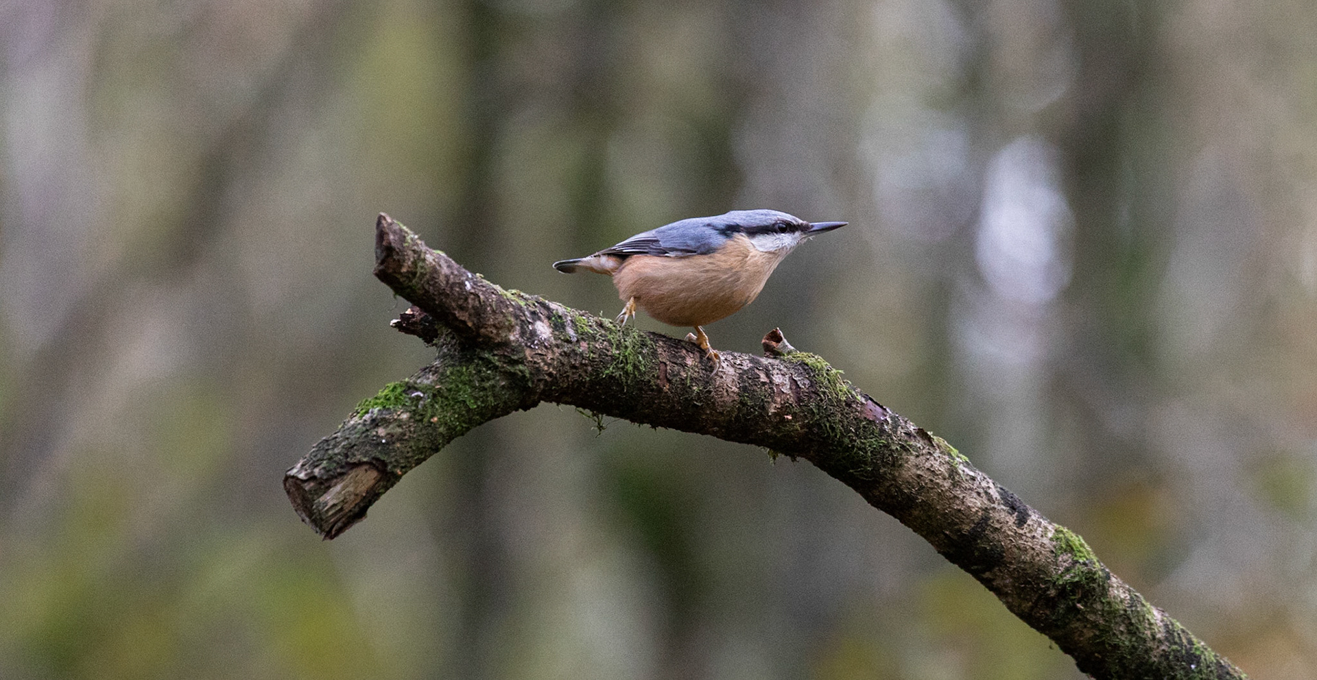 Nuthatch