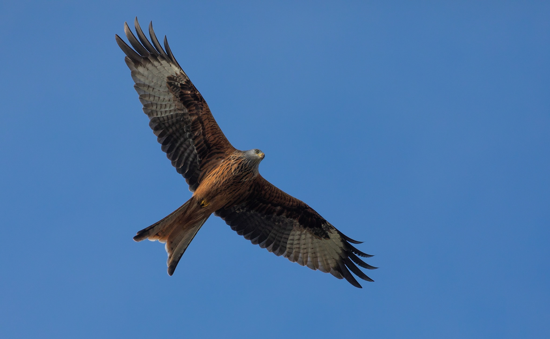 Red Kite