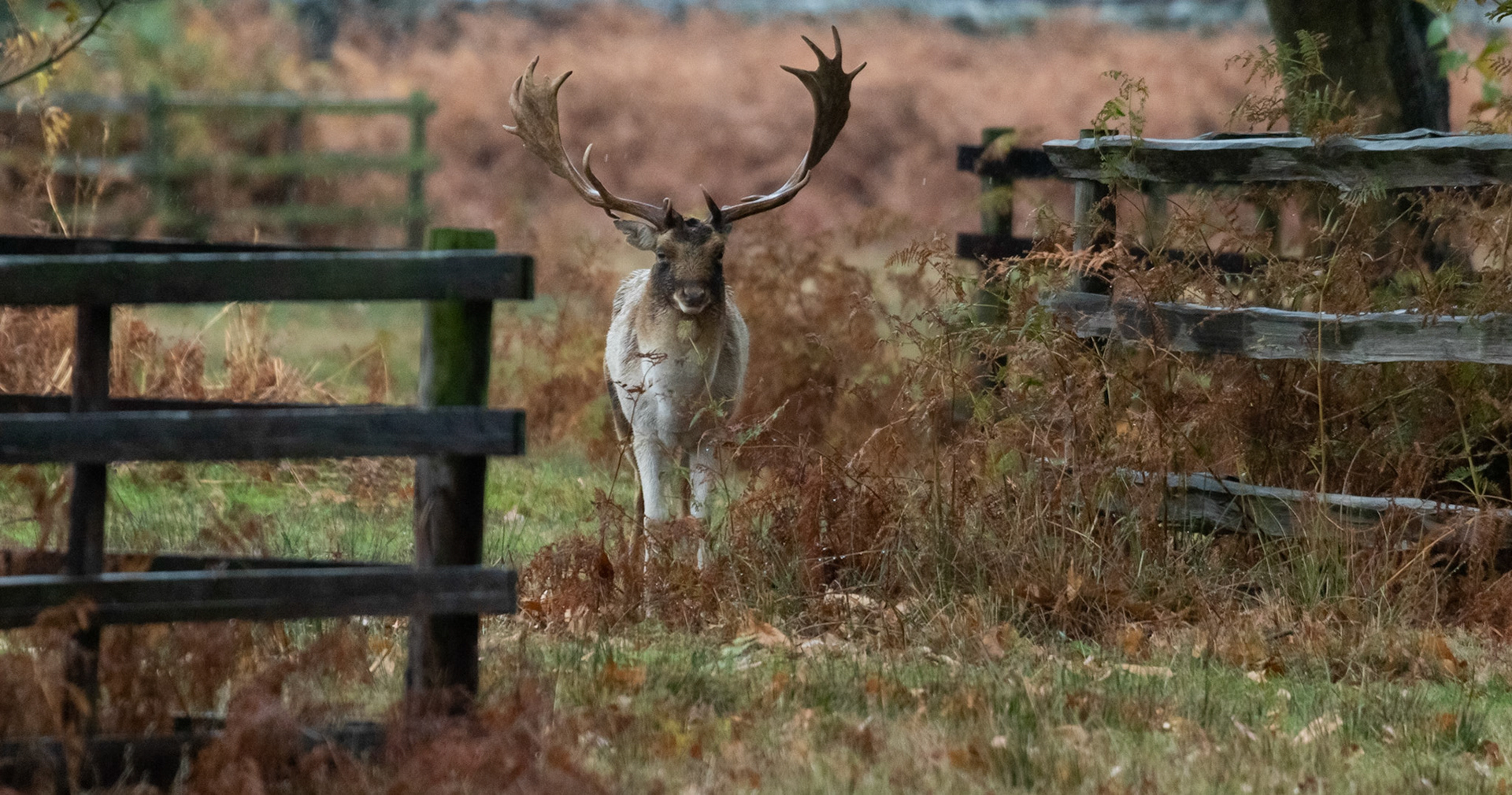 Fallow Deer Stag