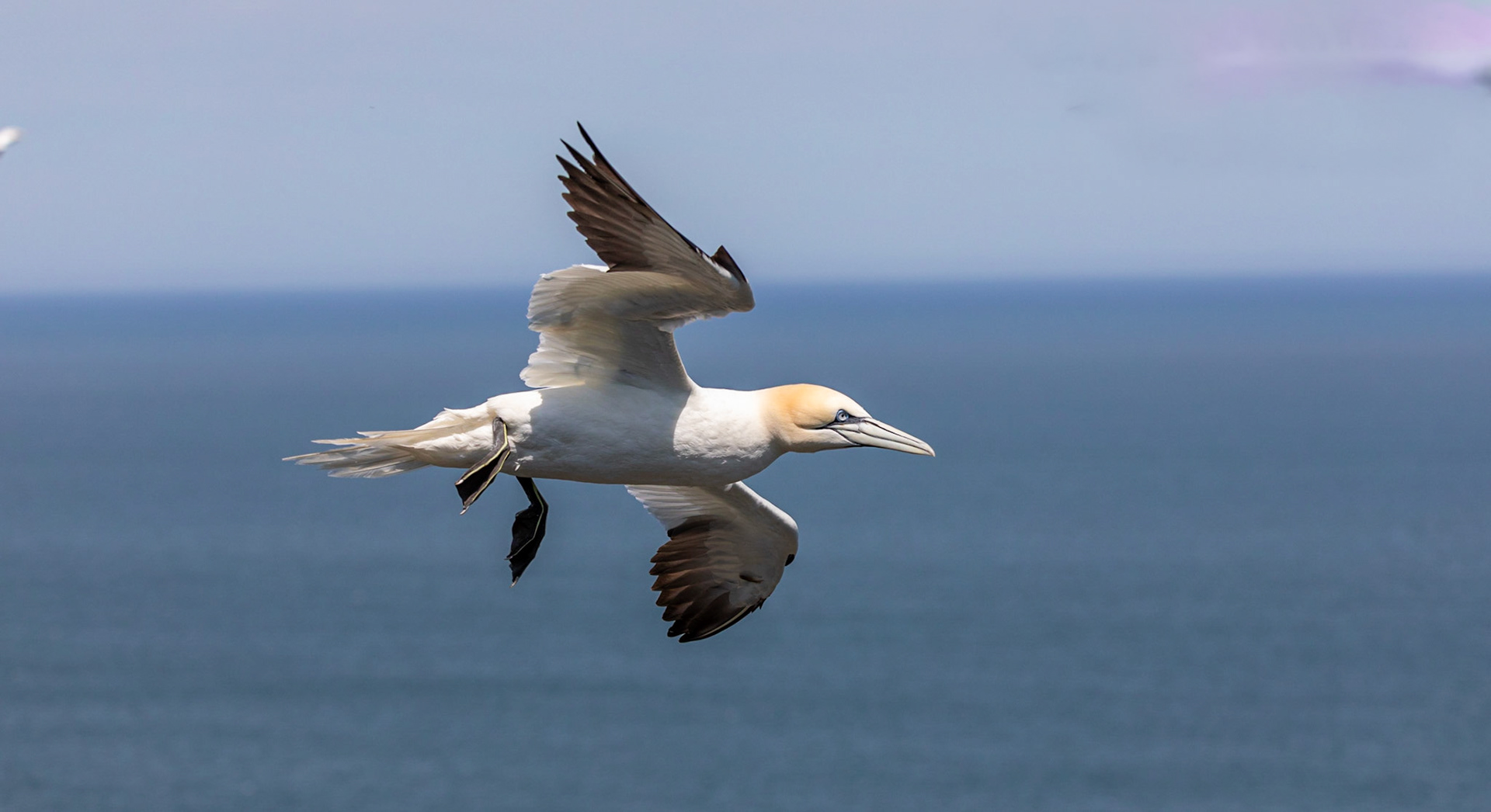 Northern gannet (Morus bassanus)