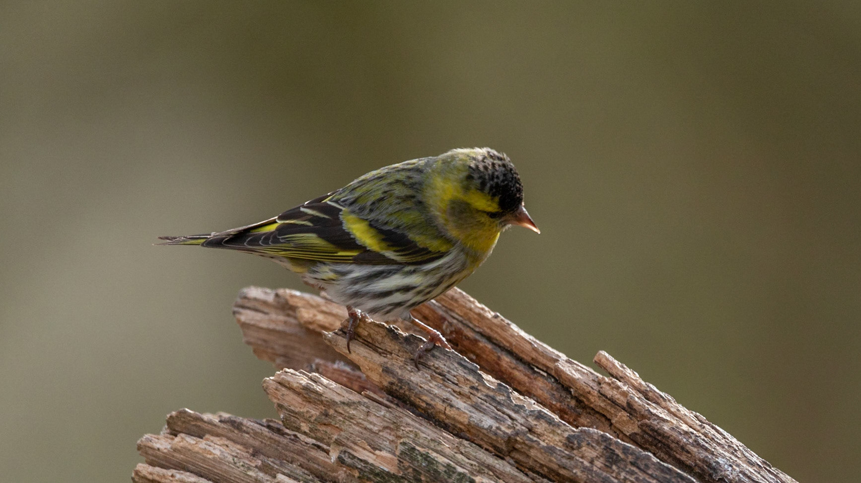 Siskin