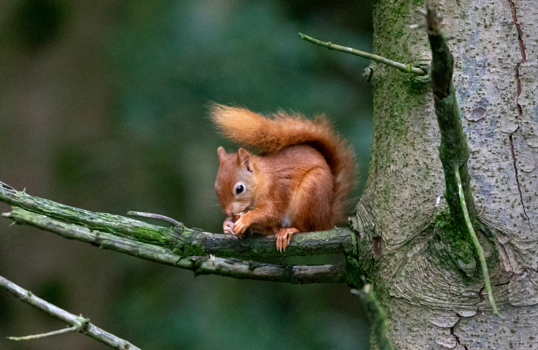 Red Squirrel