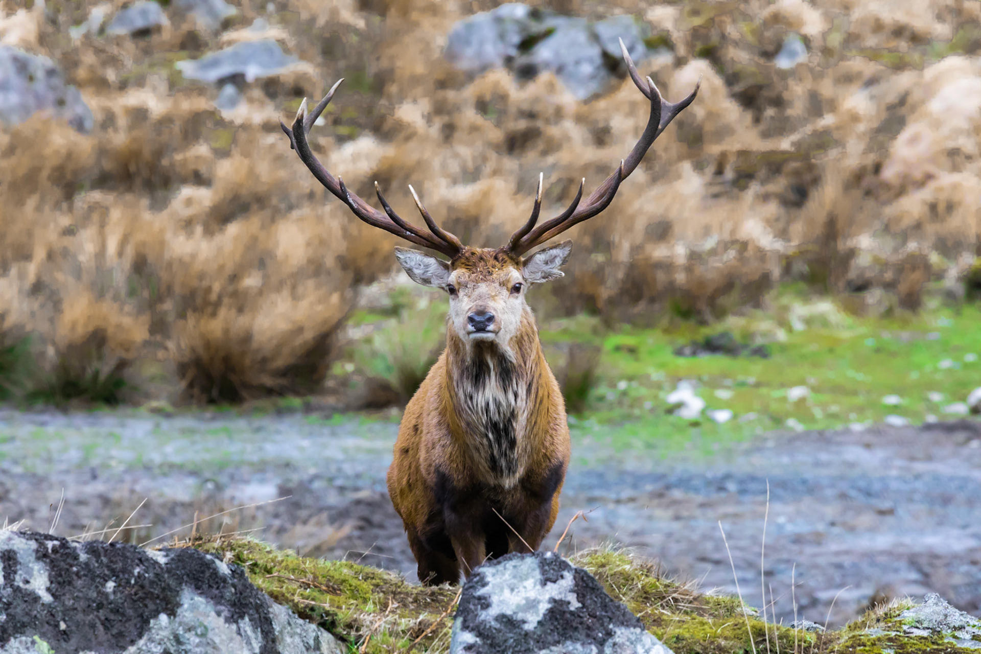 Red Deer Stag
