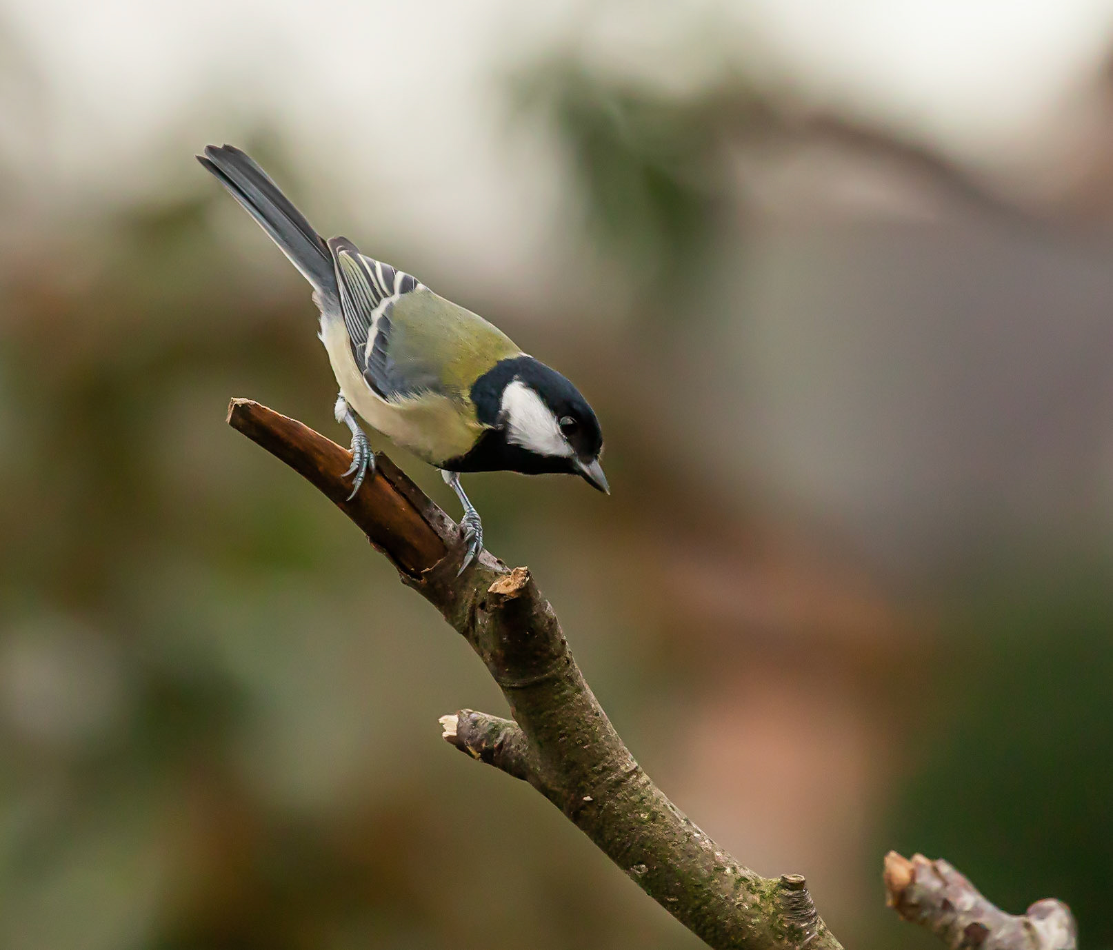 Great Tit