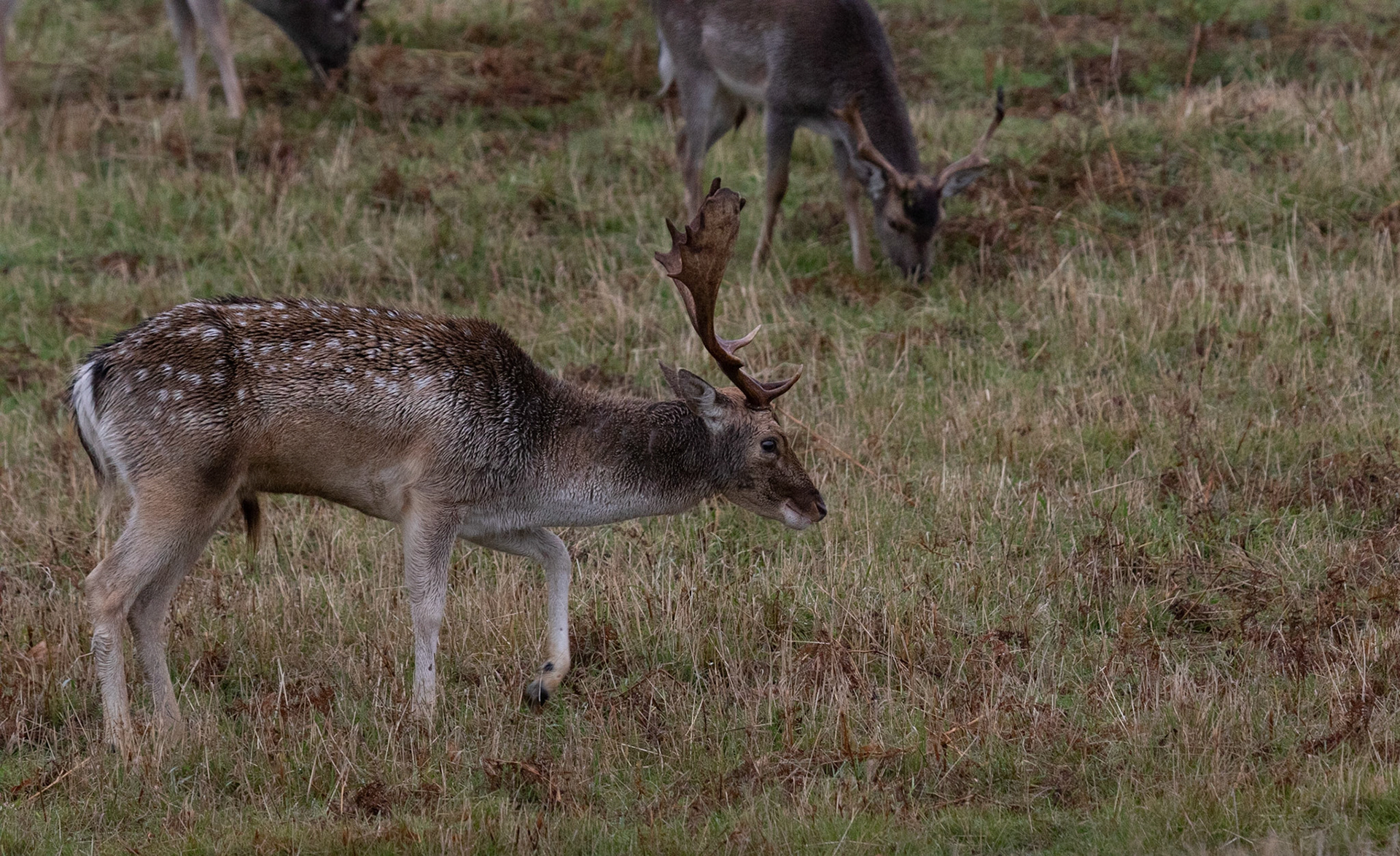 Fallow Deer Stag