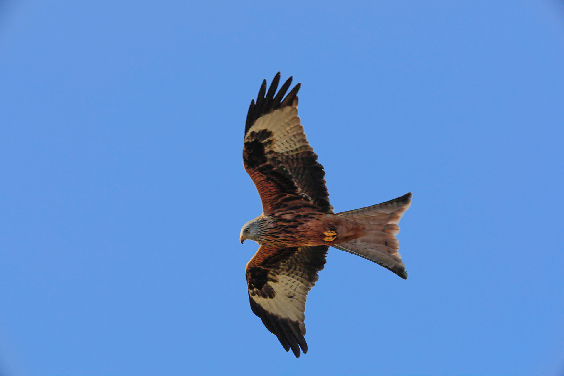 Red Kite