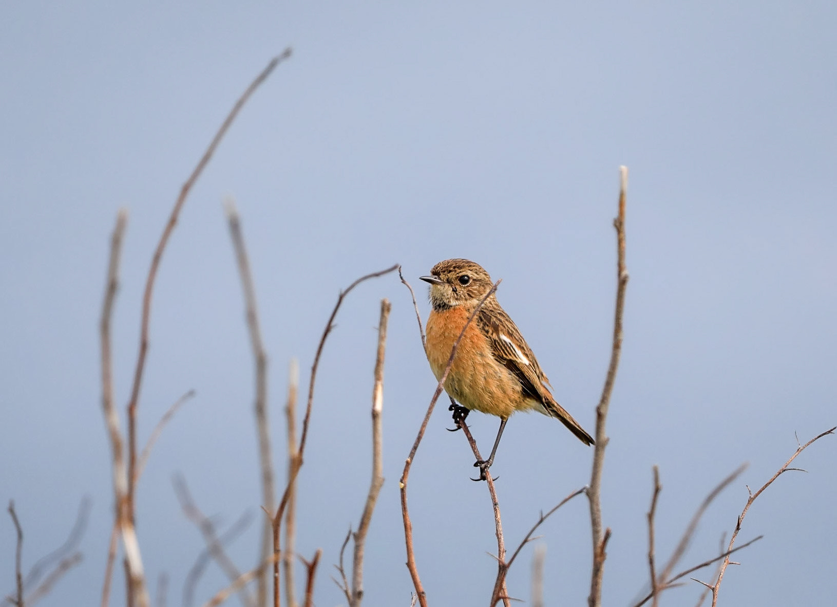 Whinchat (Mull of Galloway)