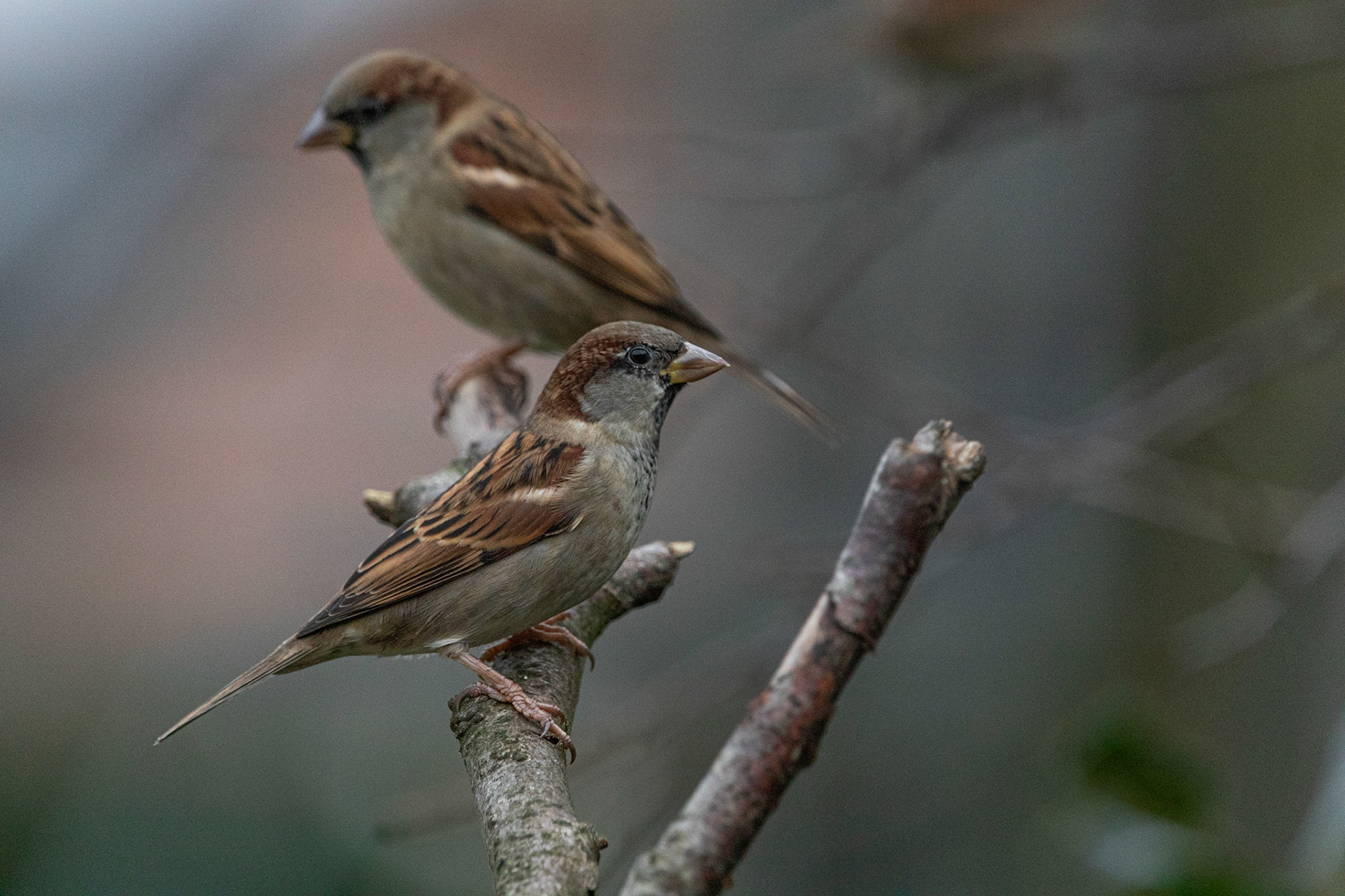 House Sparrow
