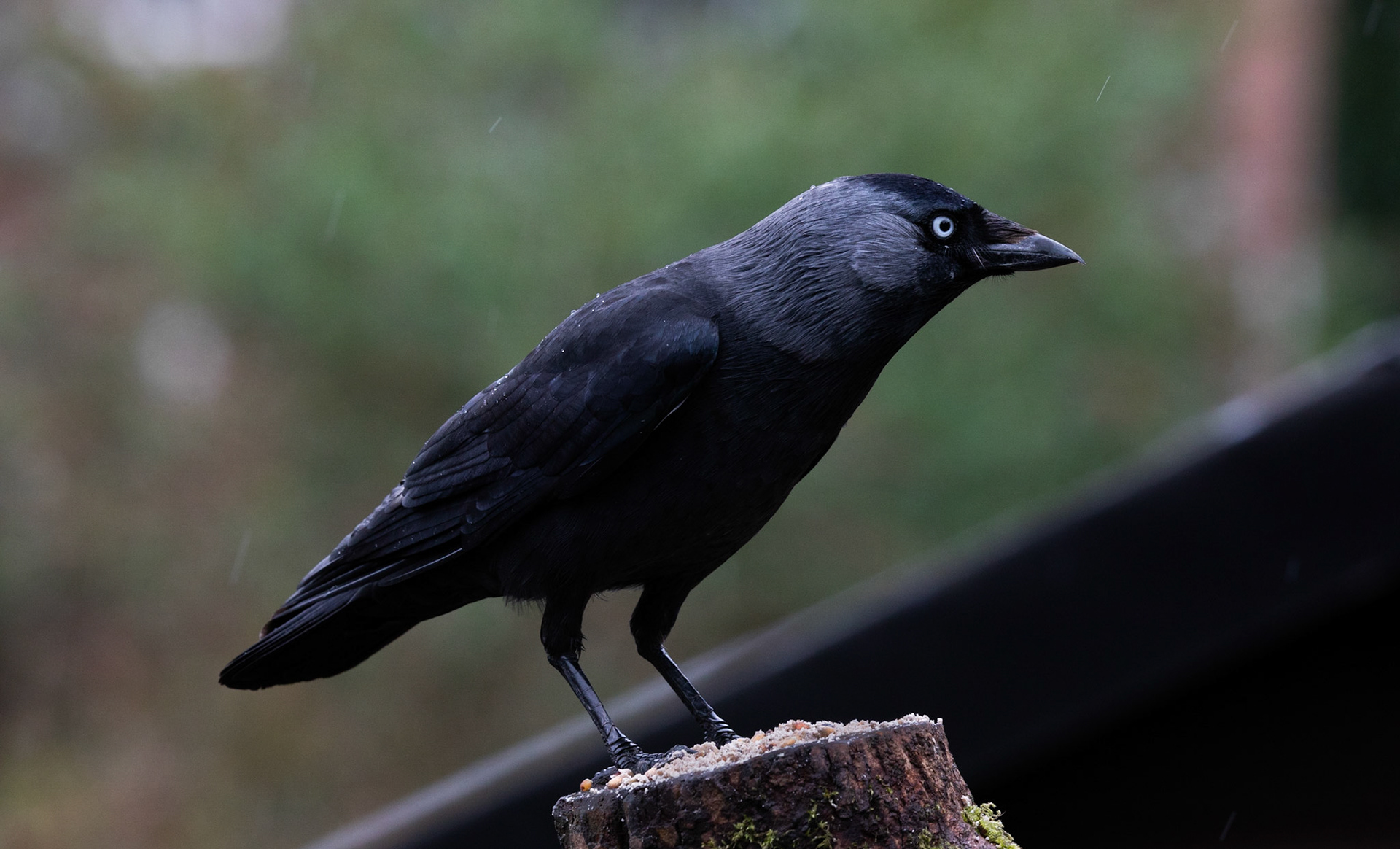 Jackdaw