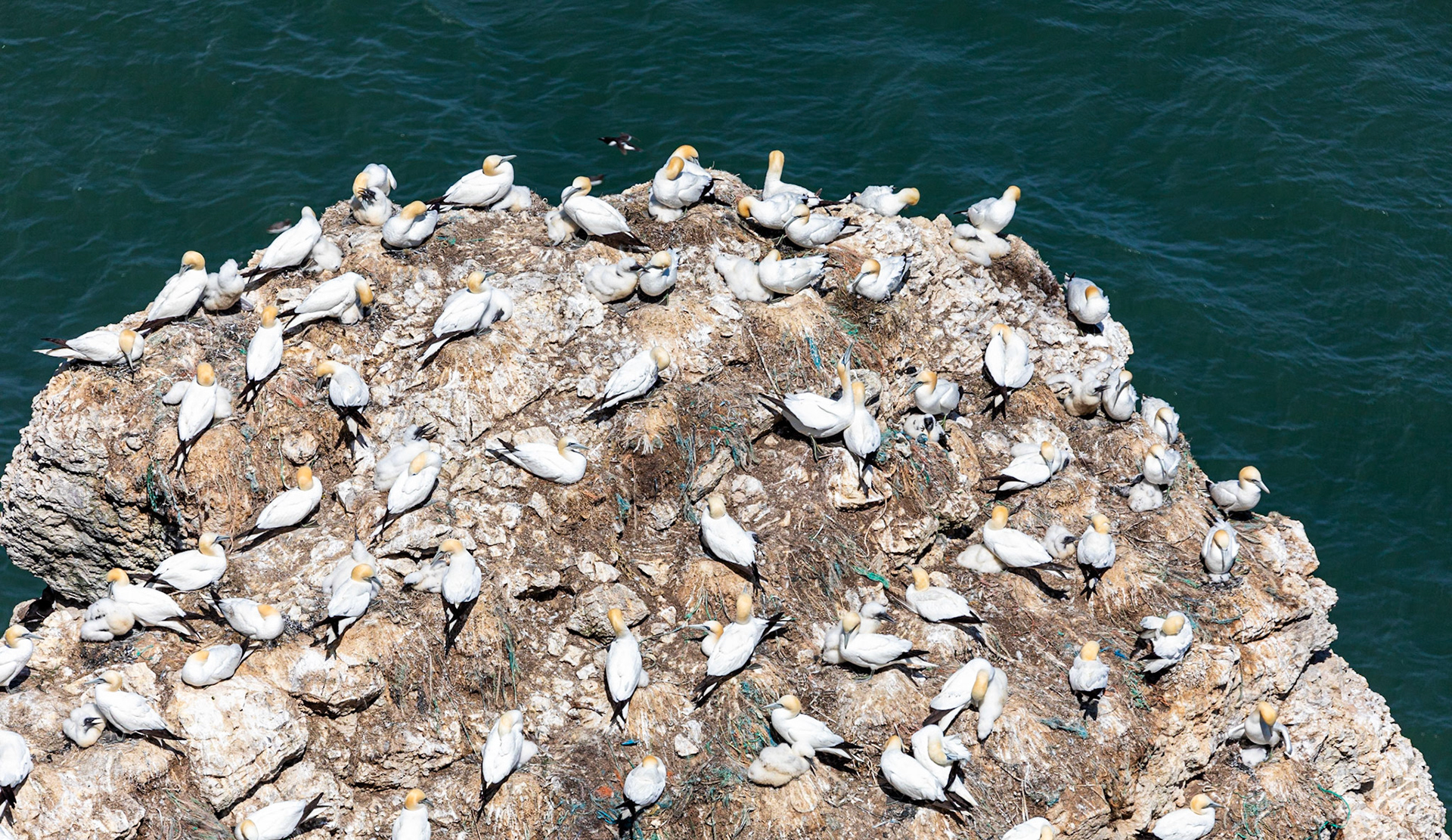 Northern gannet (Morus bassanus)