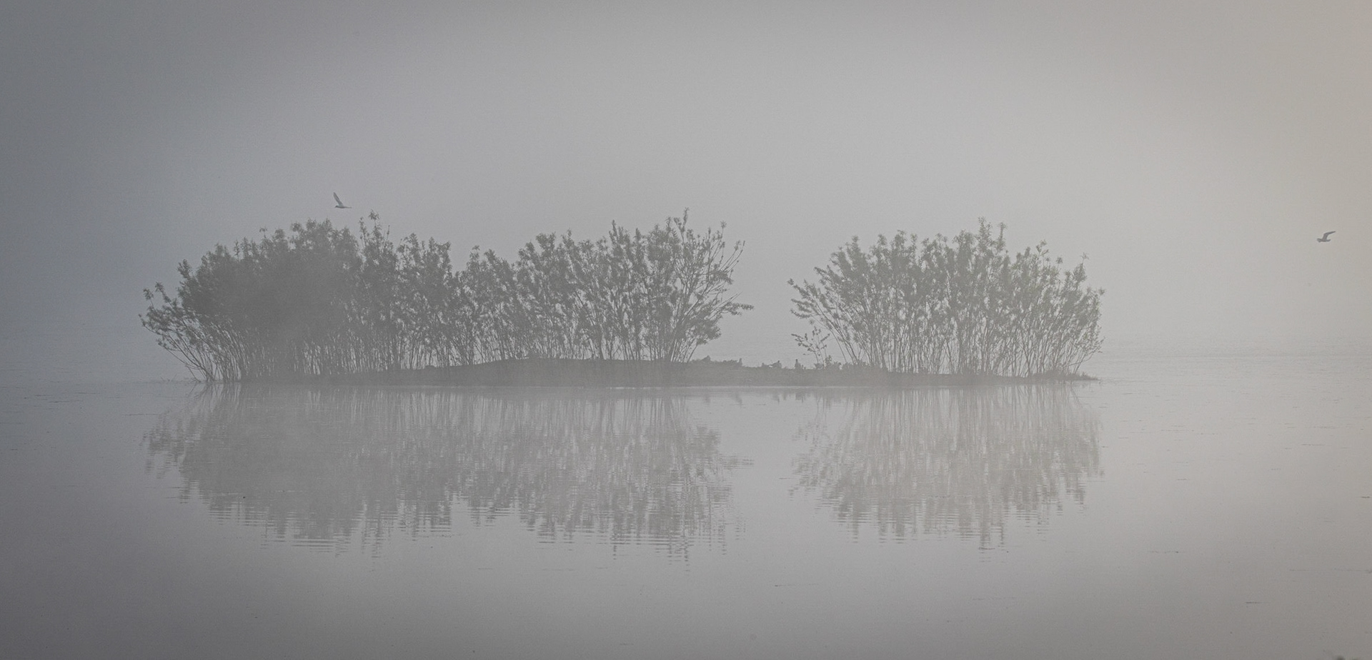 Trees in fog