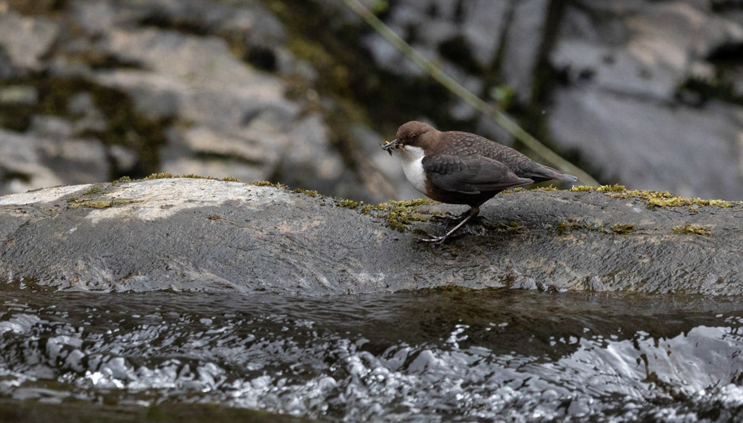 Dipper
