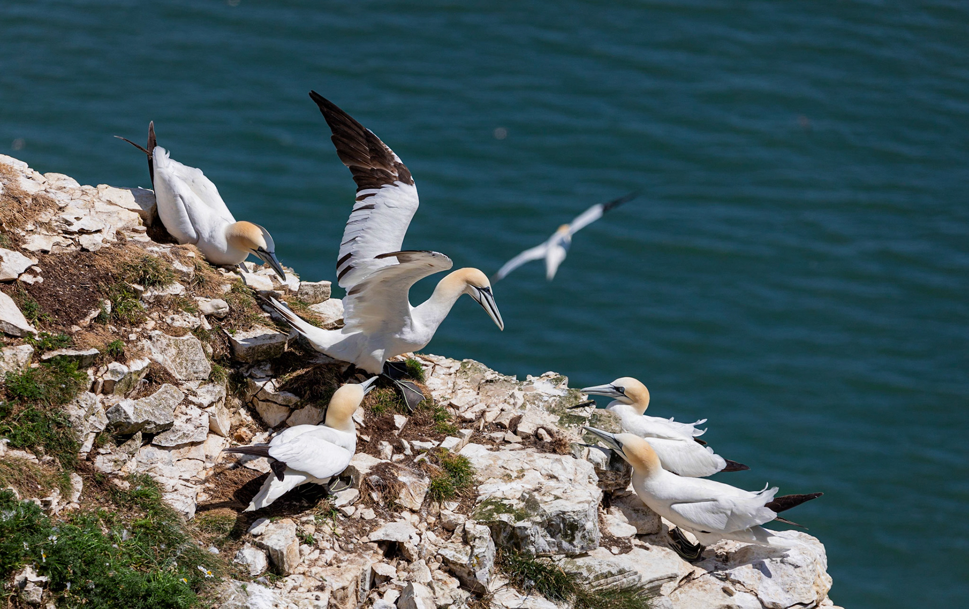 Northern gannet (Morus bassanus)