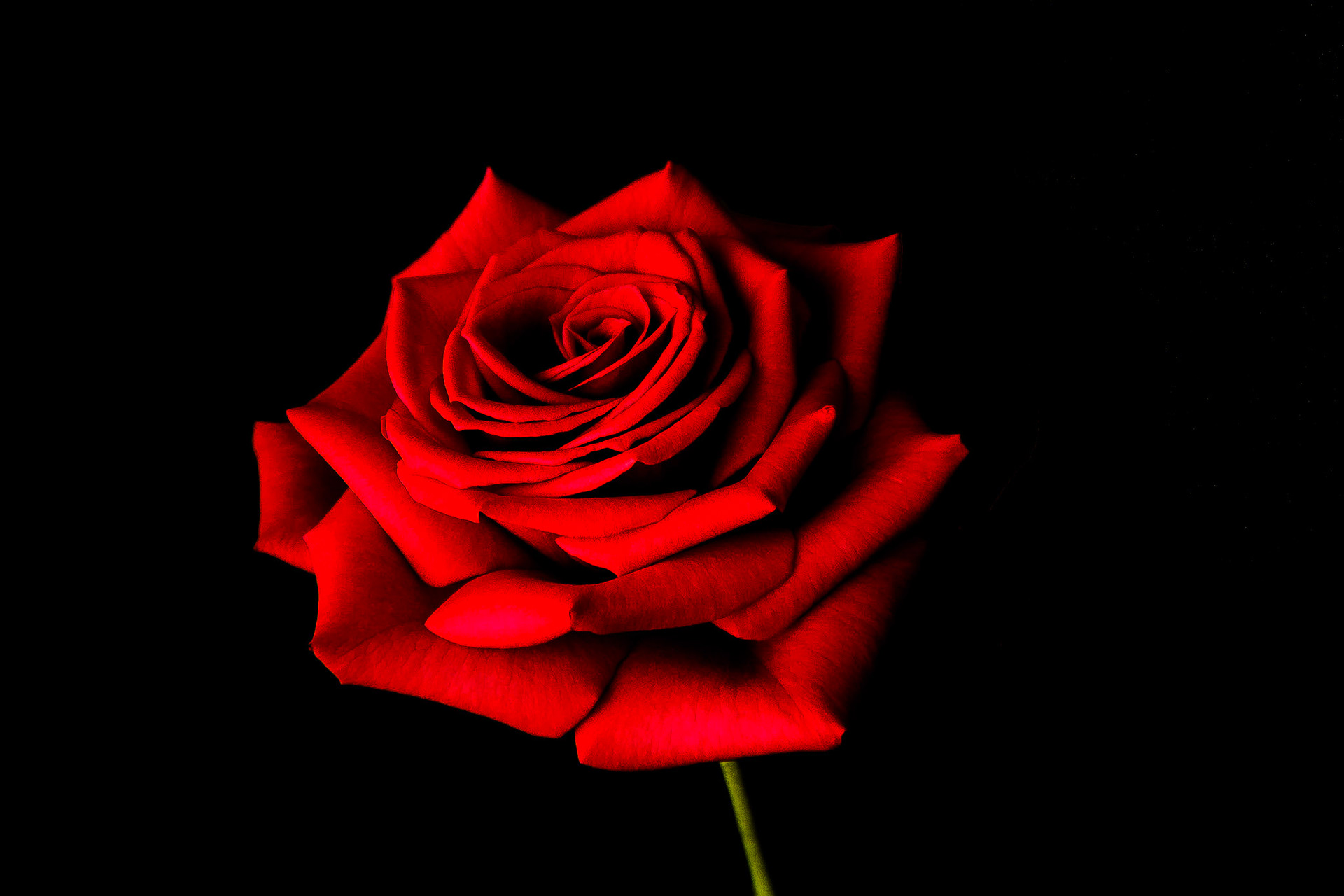 Red Rose