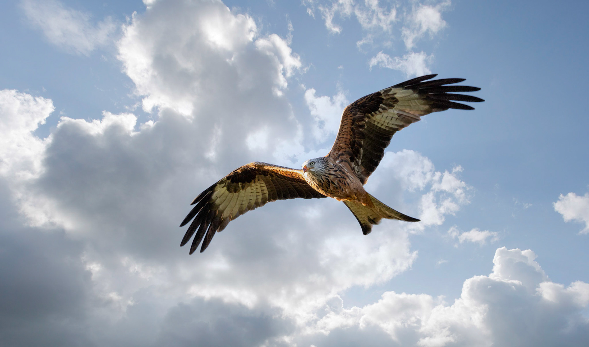 Red Kite