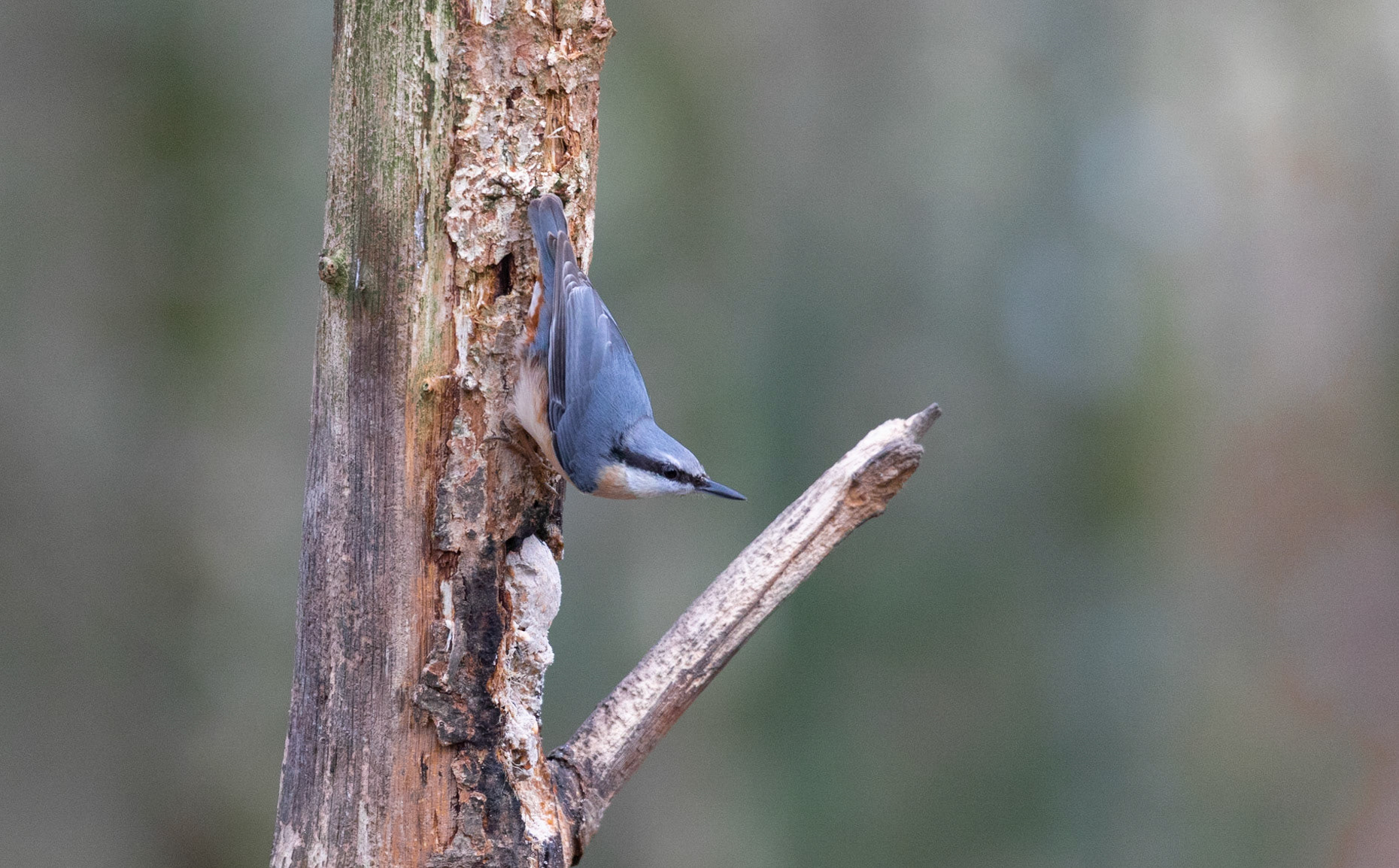 Nuthatch
