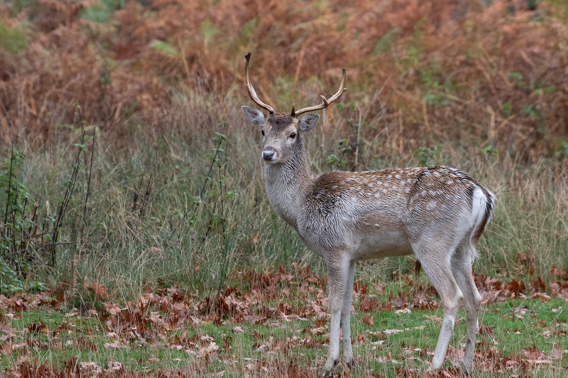 Fallow Deer