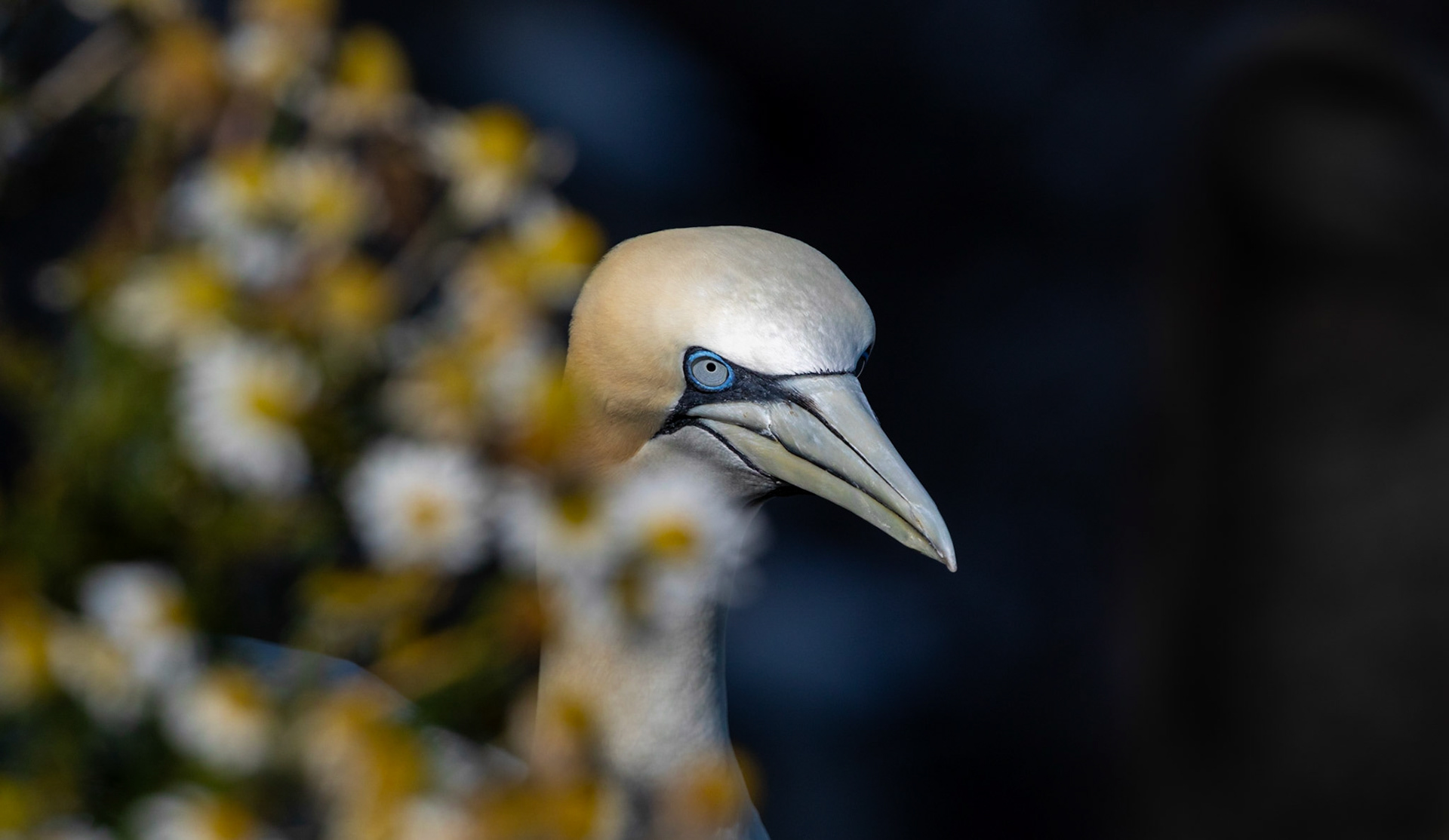 Northern gannet (Morus bassanus)