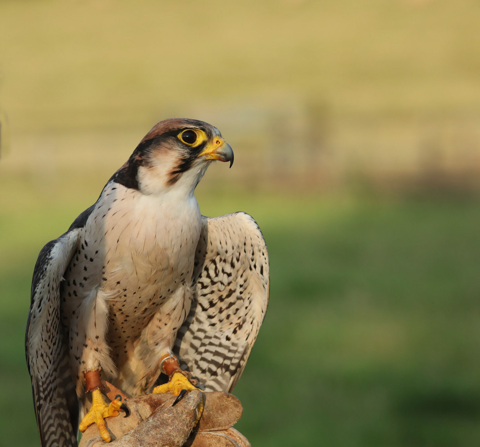 Lanner Falcon