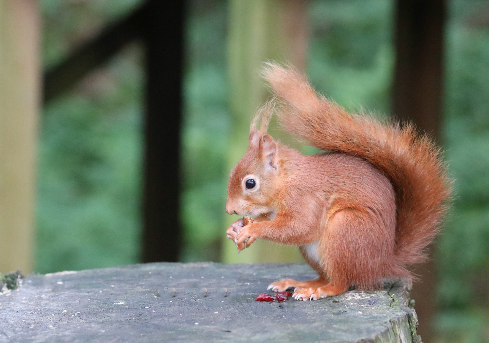 Red Squirrel