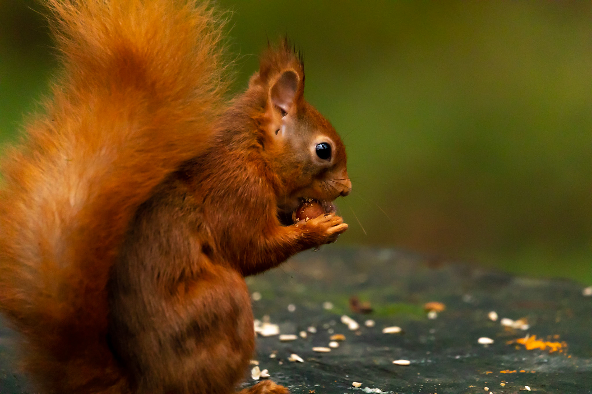 Red Squirrel