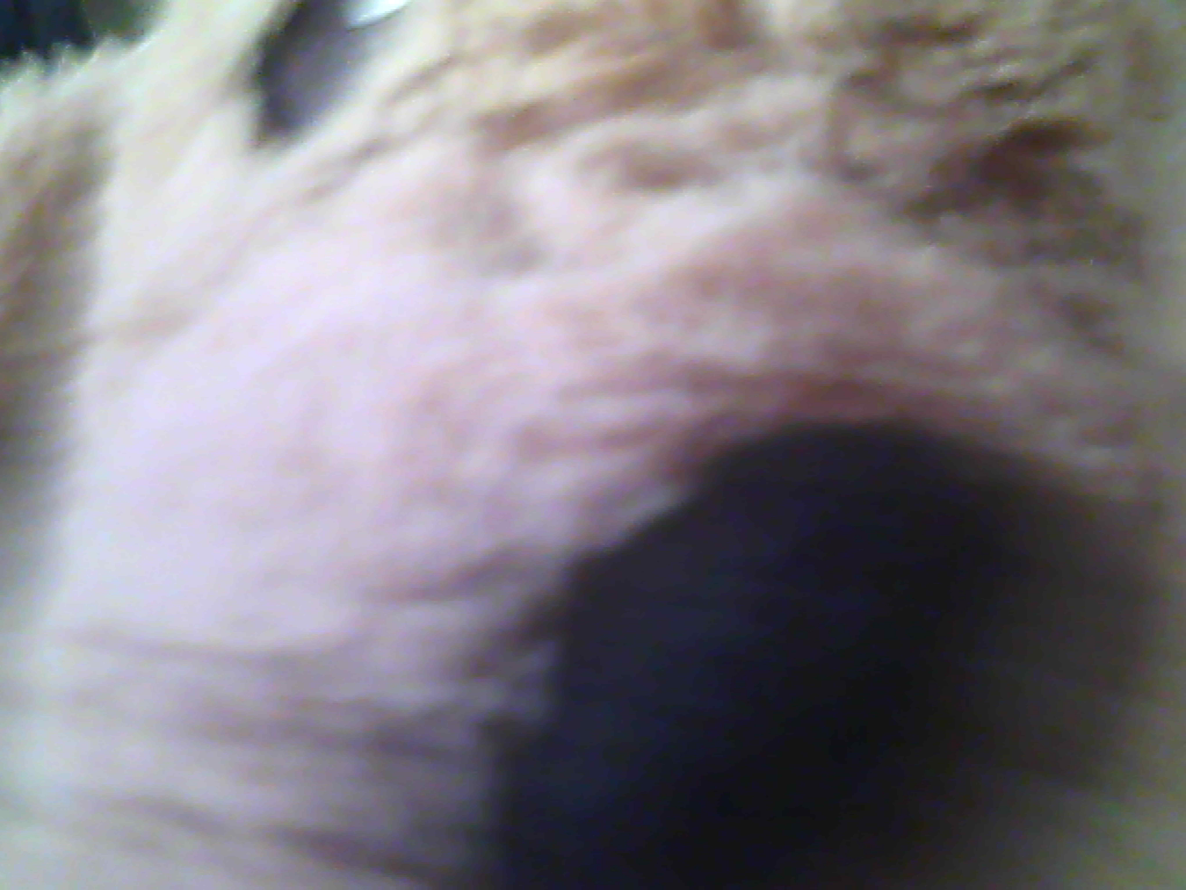 Untitled (Companion), 2025