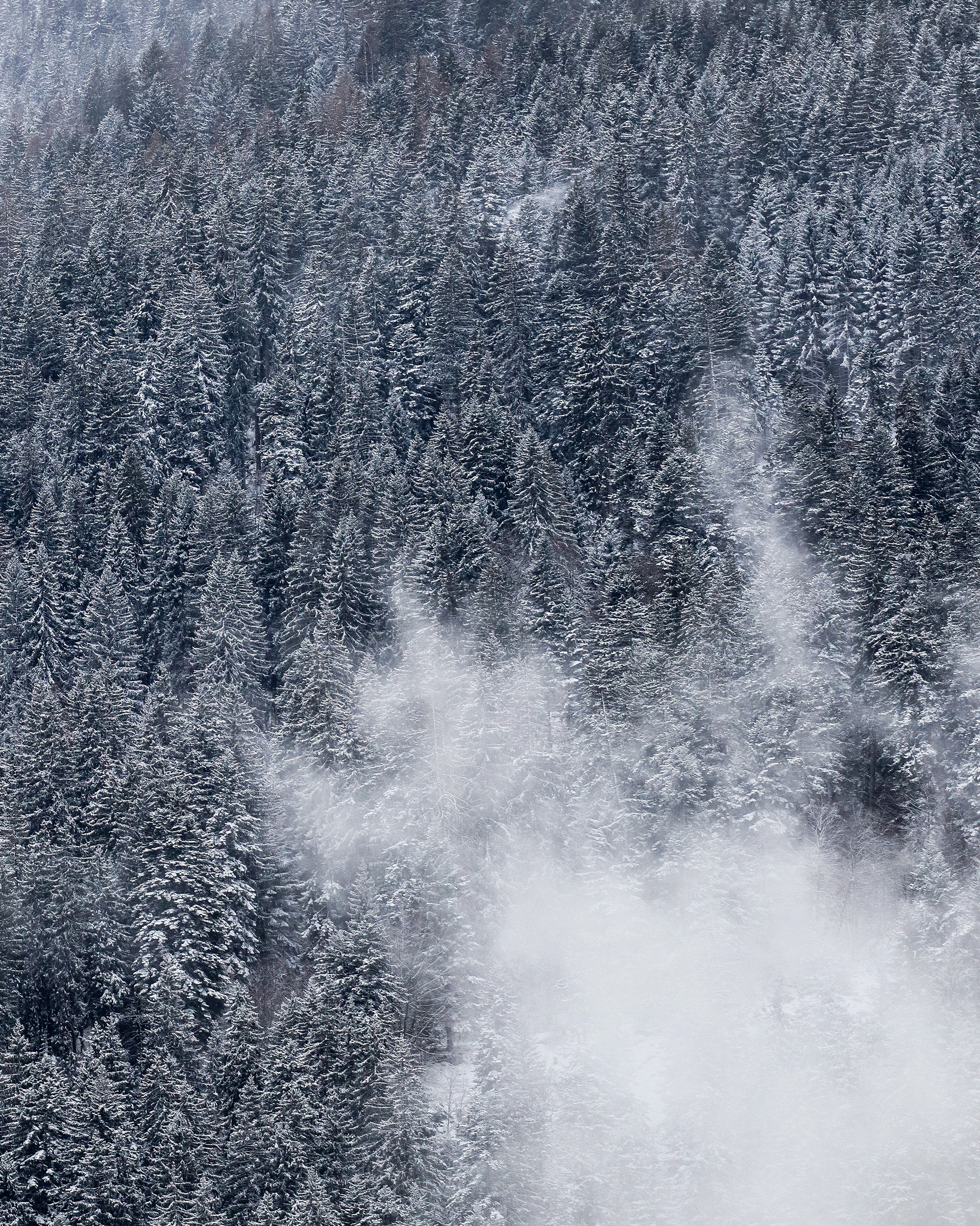 Clouds and Snow Covered Trees