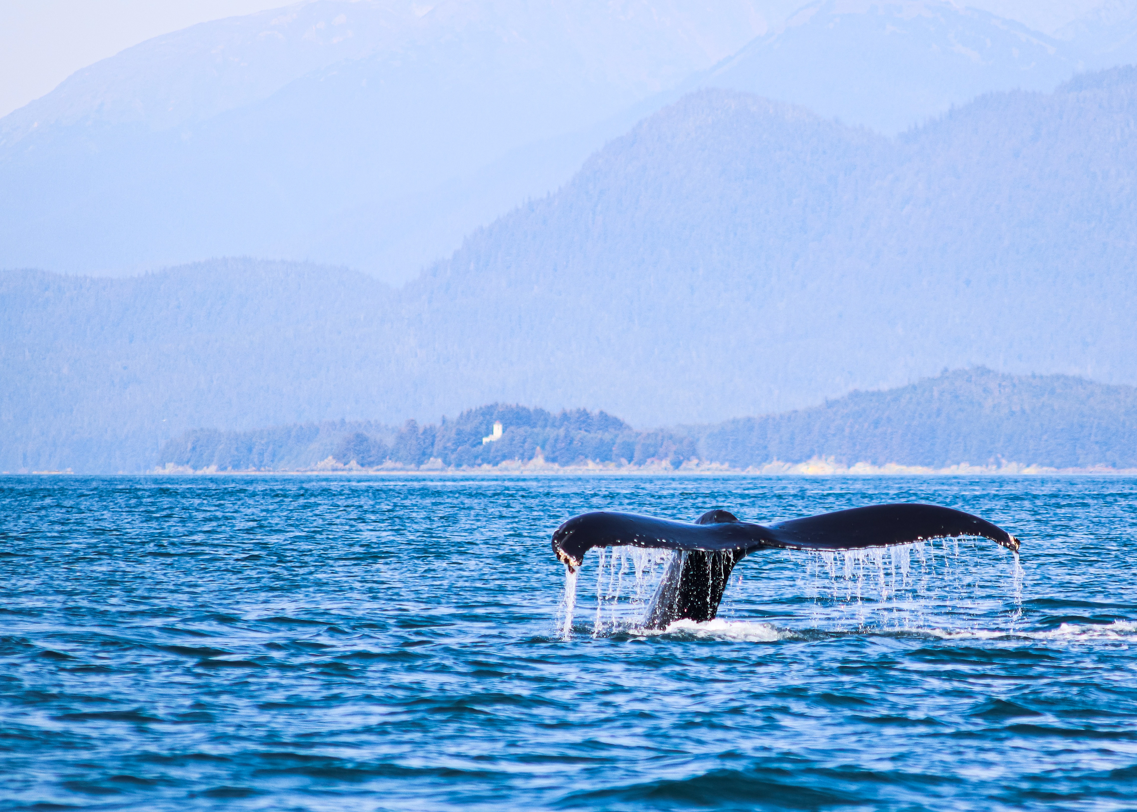 Alaska Whale