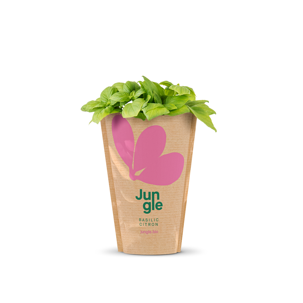 Jungle live fresh lemon basil in pot packaging composite photoJungle live fresh basil in pot packaging