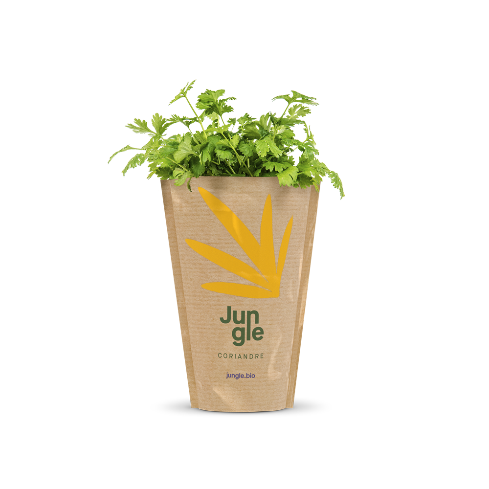 Jungle live fresh coriander in pot packaging