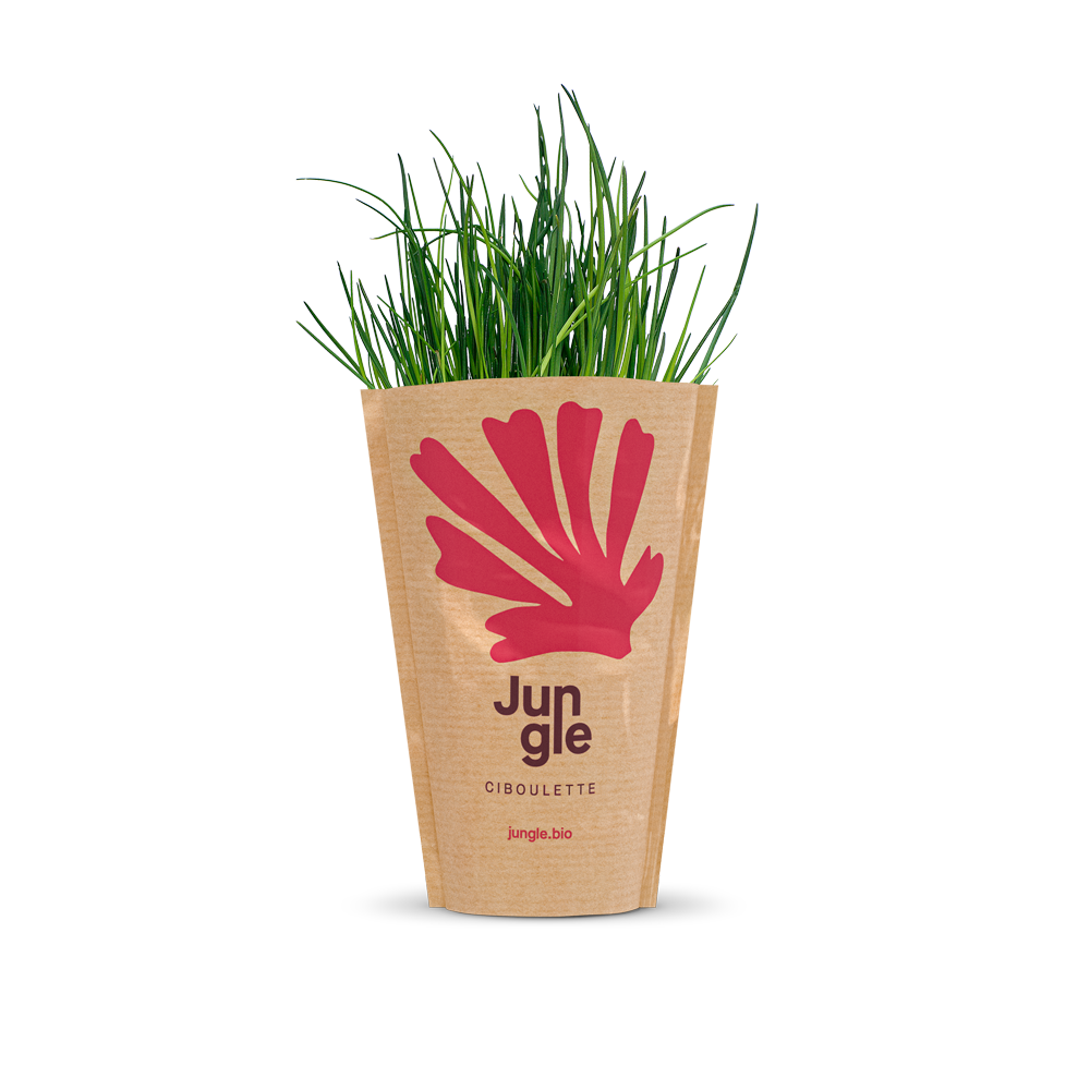 Jungle live fresh chives in pot packaging