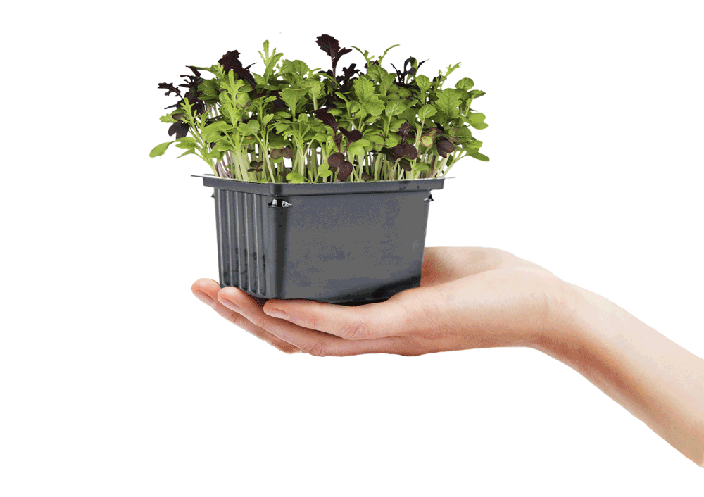Jungle live mustard microgreen in pot packaging. Design by José Soveral - Soveral Designer.