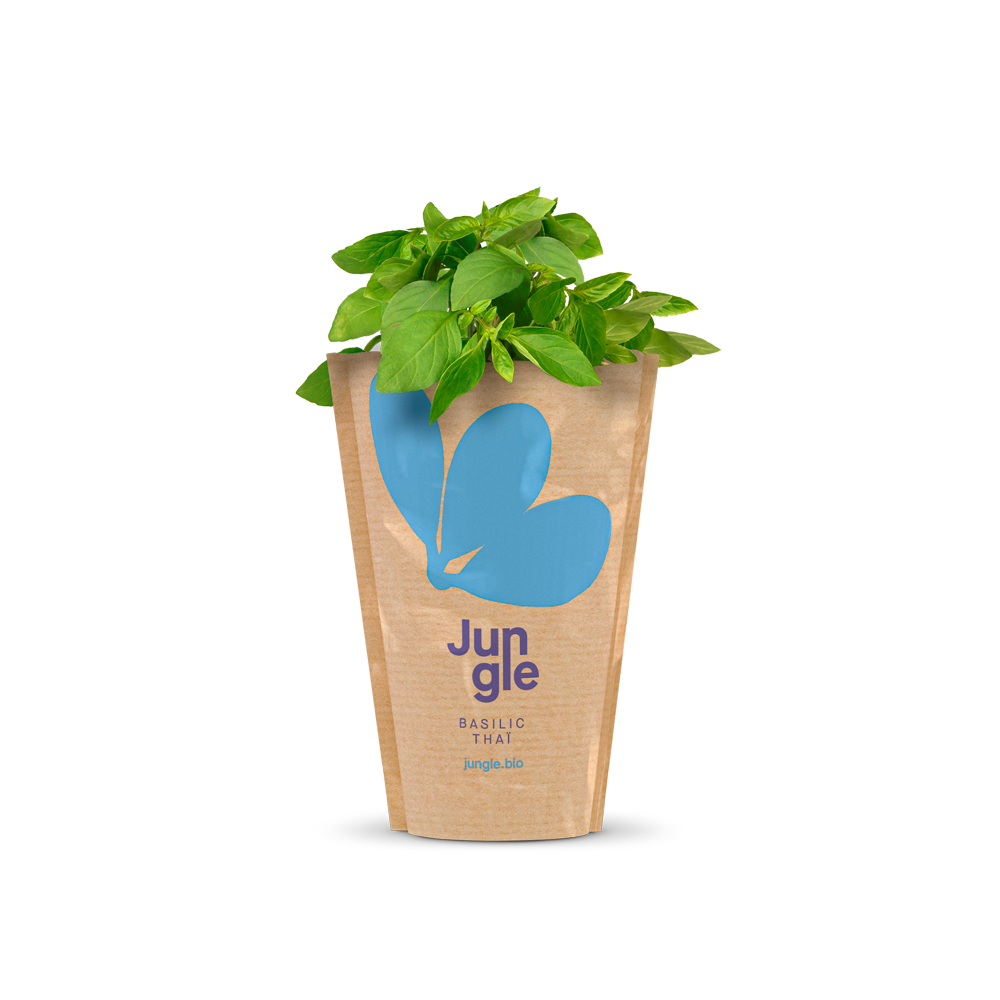 Jungle live fresh thai basil in pot packaging