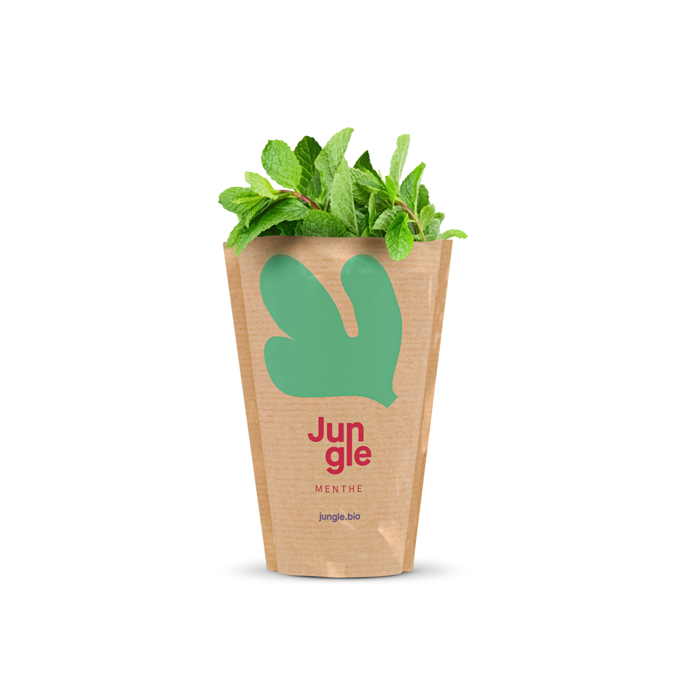 Jungle live fresh mint in pot packaging