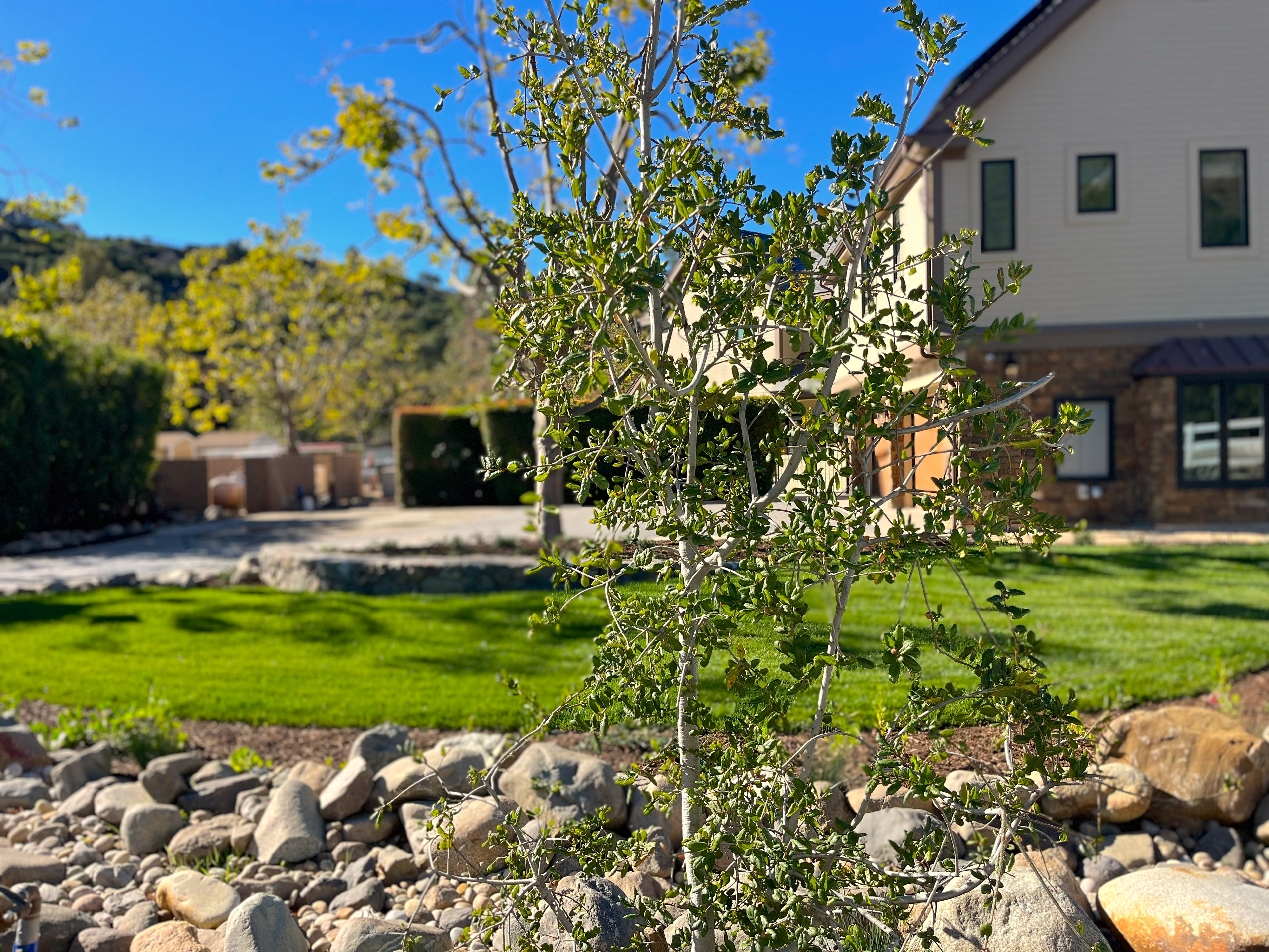 FIRESCAPING WITH NATIVE OAKS