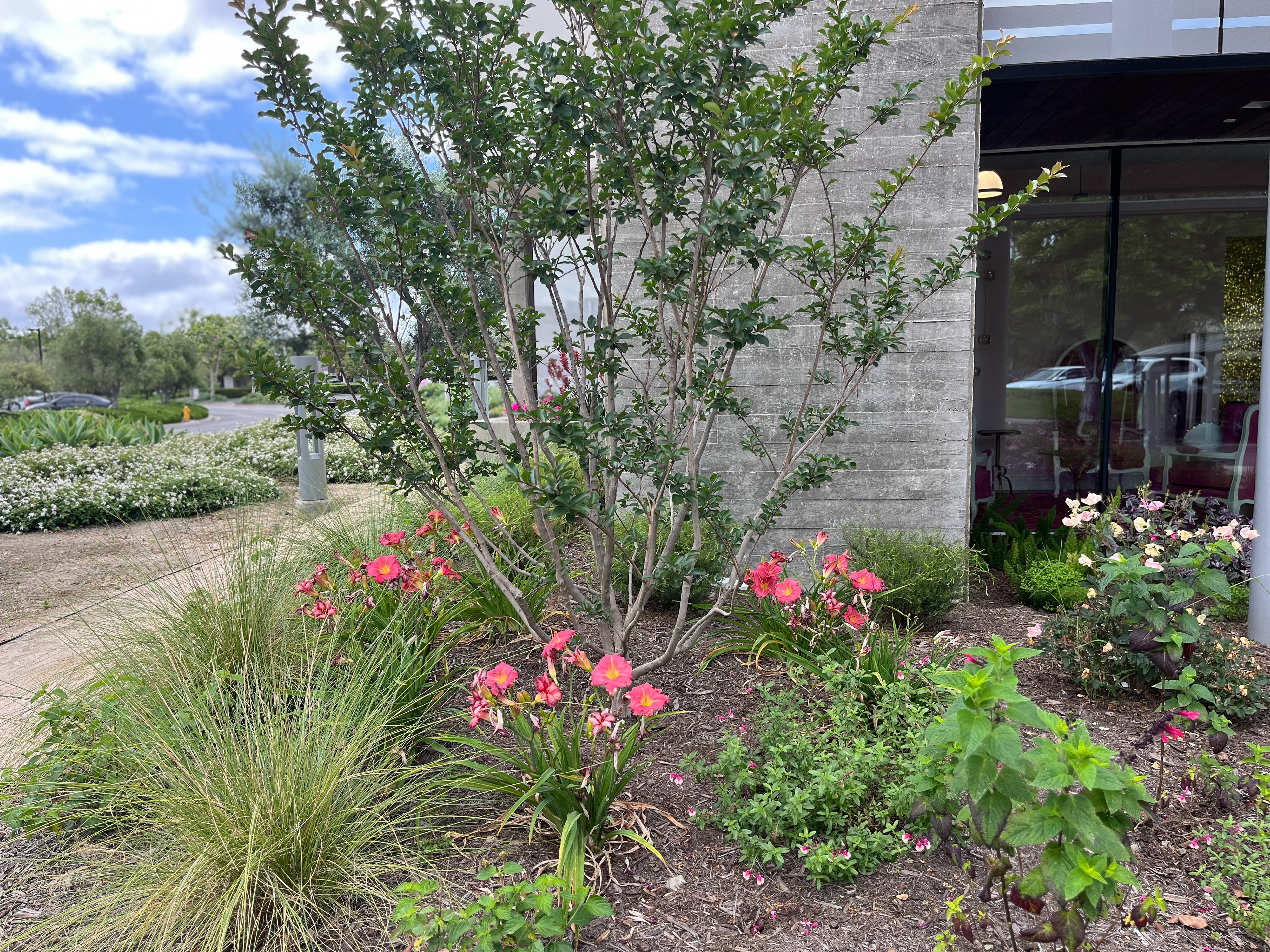 PINK VELOUR CRAPE MYRTLE TREE