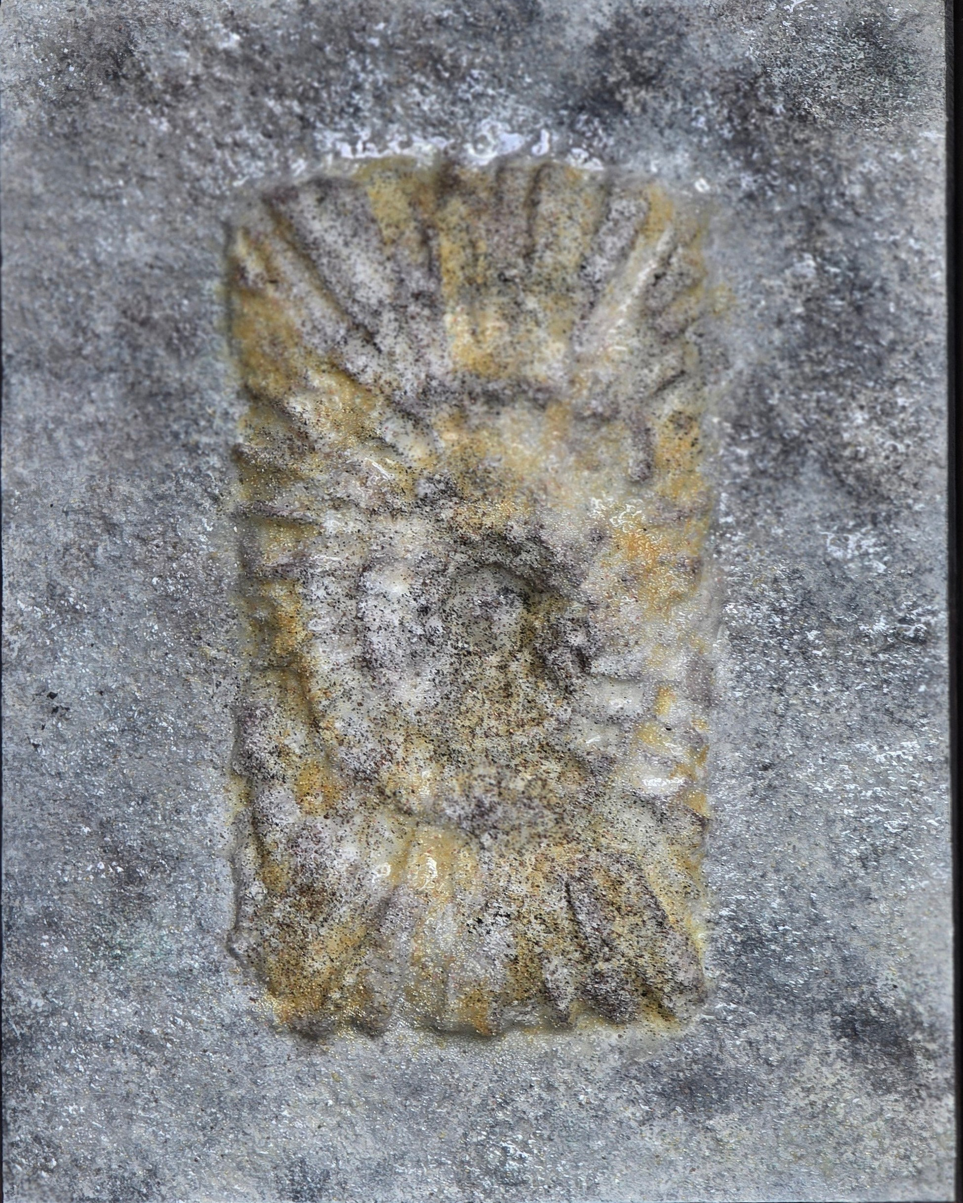 Enigma in Stone:Ammonites